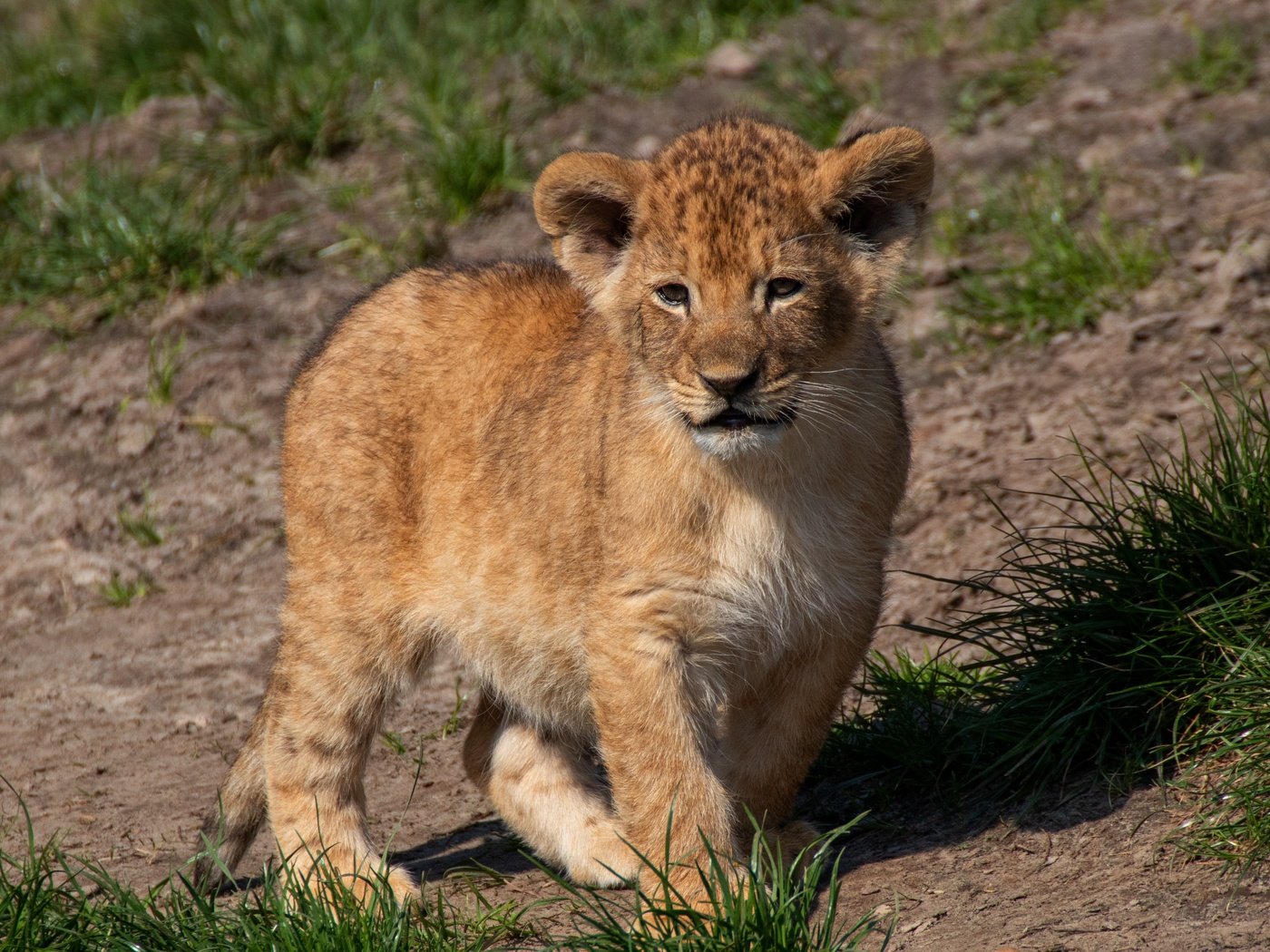 Обои трава, природа, поза, мордашка, малыш, львёнок, grass, nature, pose, face, baby, lion разрешение 4598x2921 Загрузить