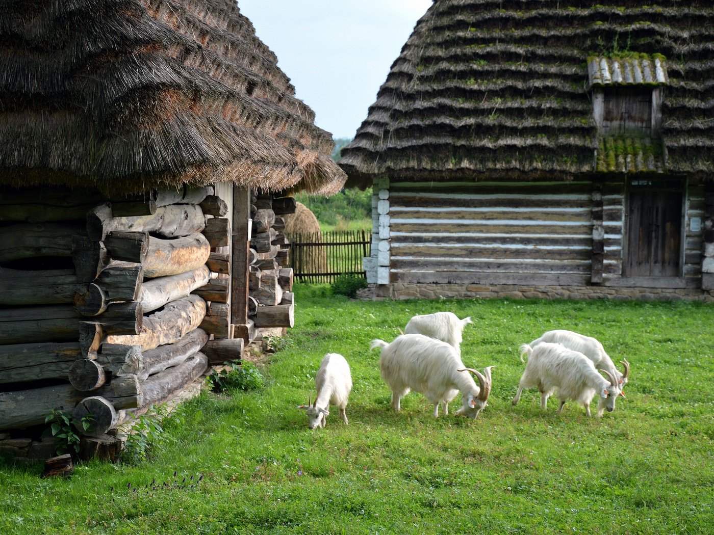 Обои зелень, лето, домики, коза, лужайка, крыши, козел, greens, summer, houses, goat, lawn, roof разрешение 2880x1915 Загрузить