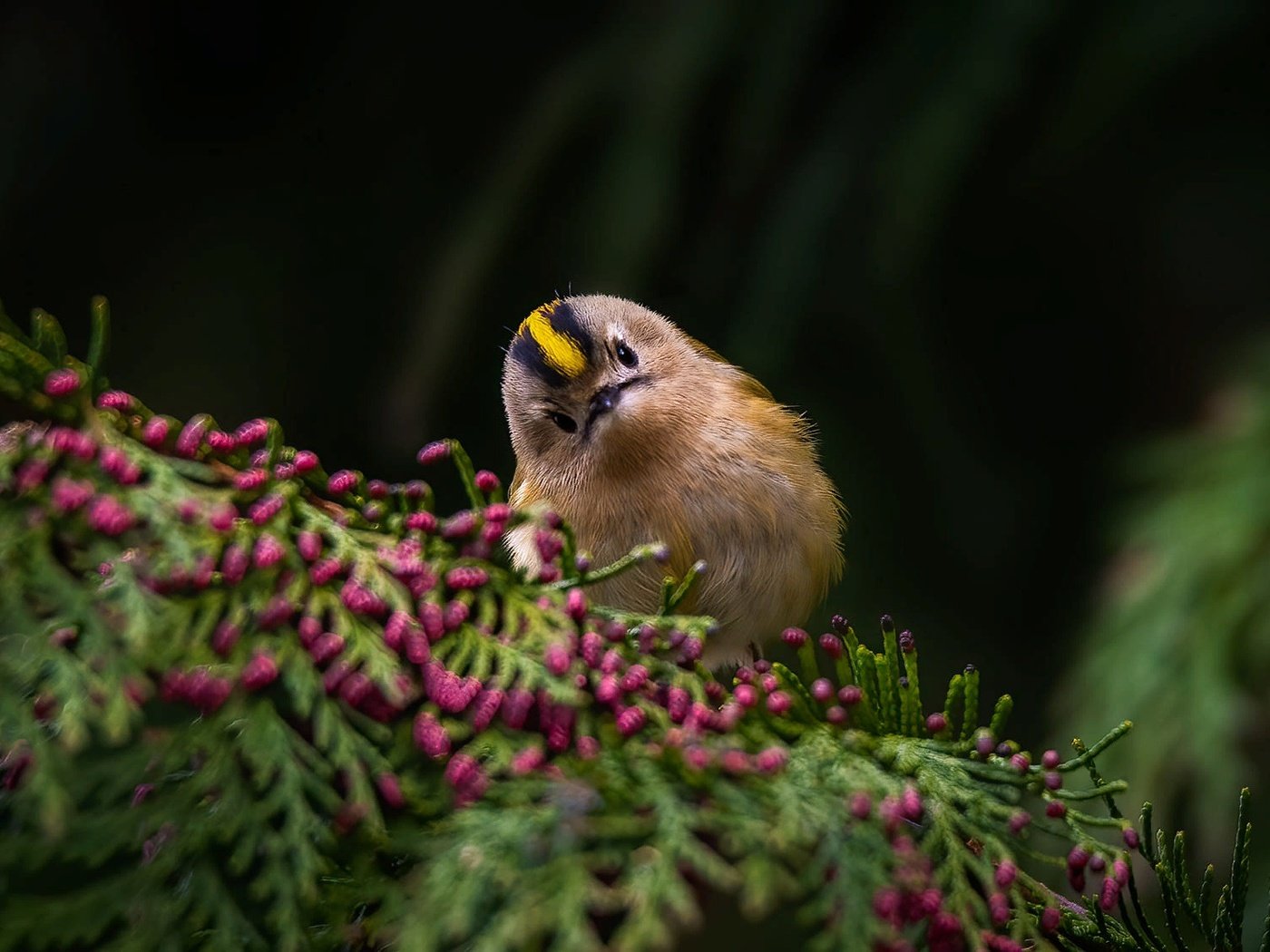 Обои ветка, природа, птичка, королёк, branch, nature, bird, goldcrest разрешение 2000x1125 Загрузить