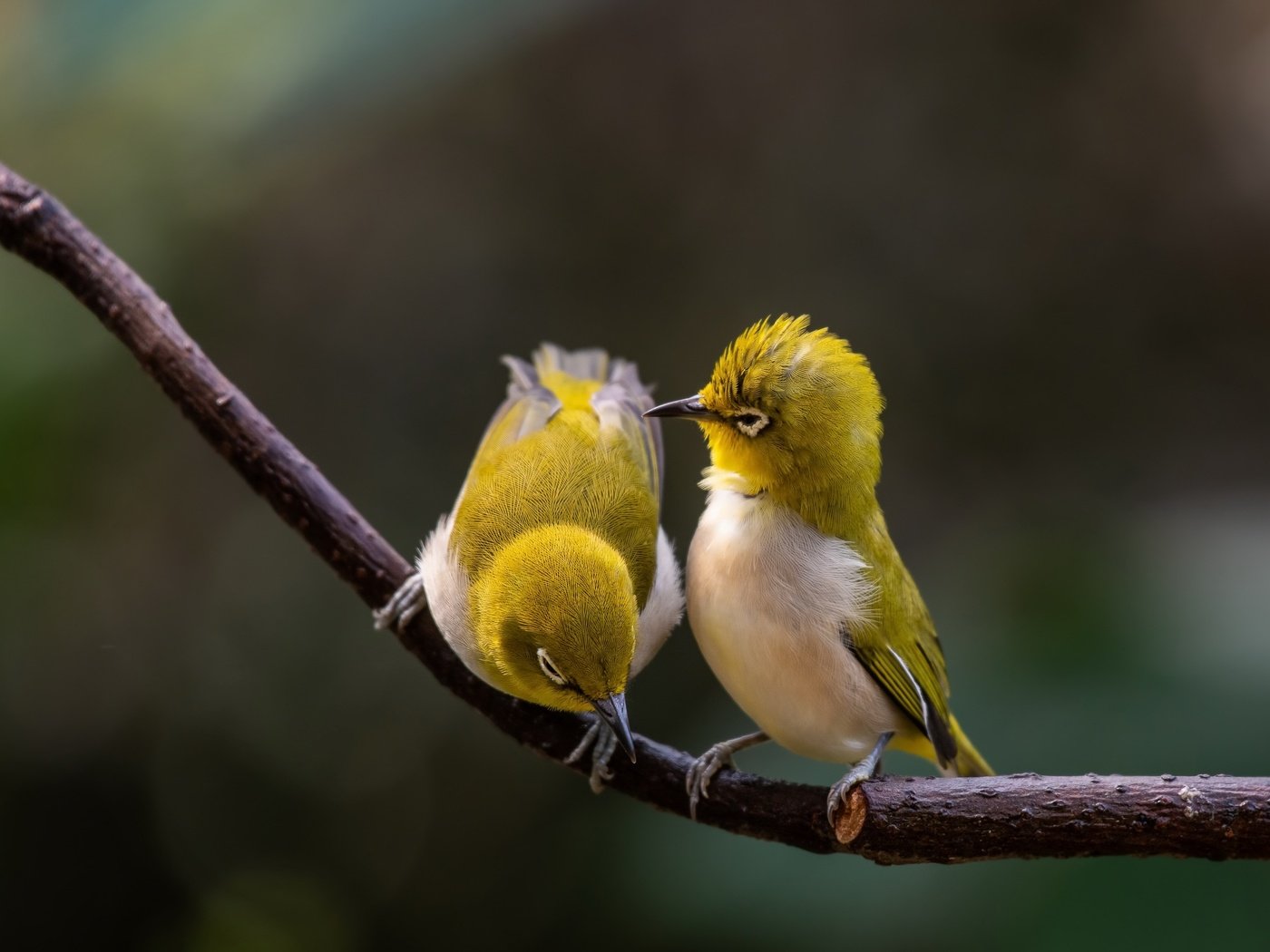 Обои ветка, природа, парочка, птички, боке, белоглазка, белый глаз, branch, nature, a couple, birds, bokeh, white-eyed, white eye разрешение 3840x2160 Загрузить