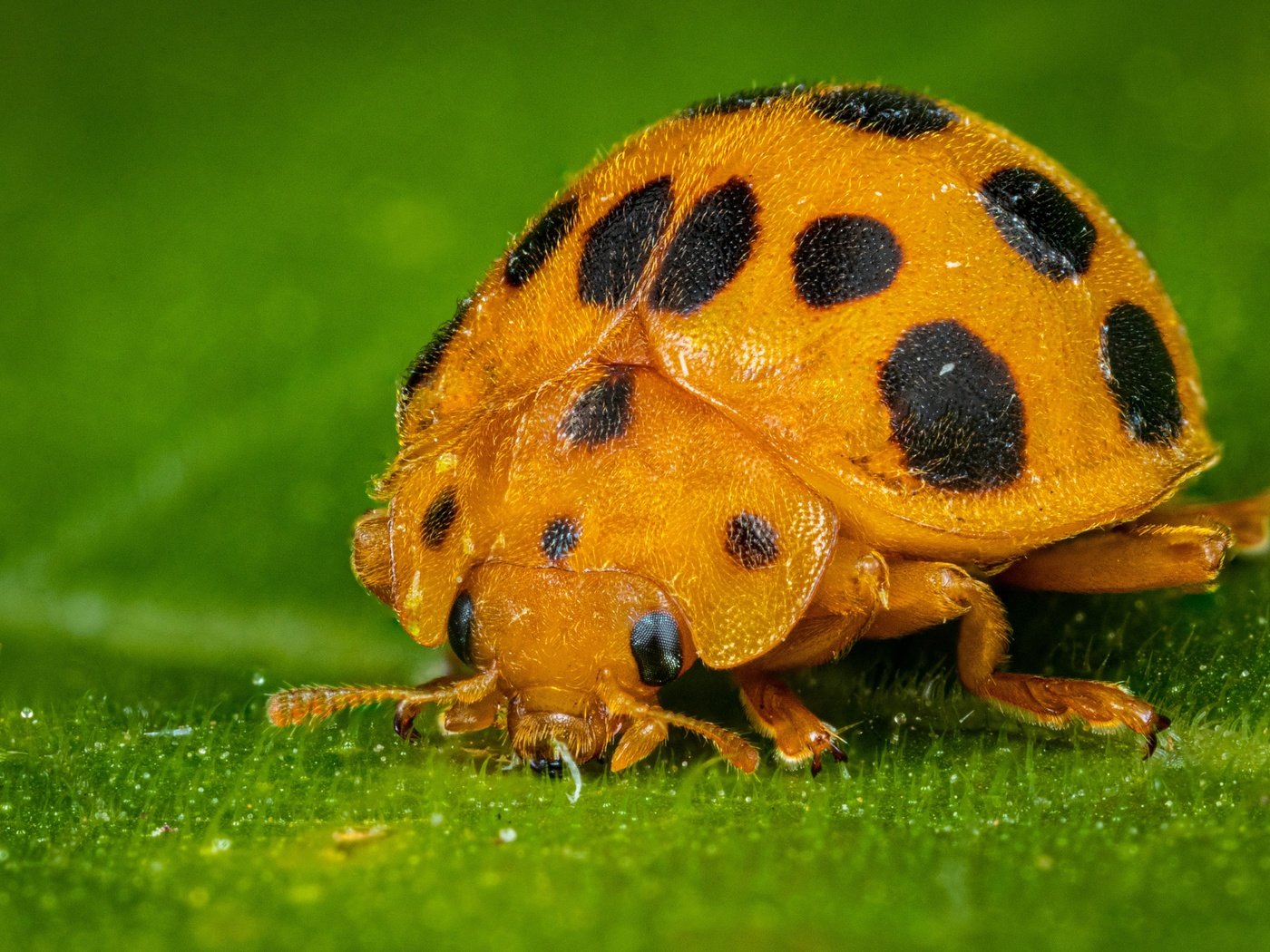 Обои жук, макро, листок, божья коровка, жёлтая, зеленый фон, beetle, macro, leaf, ladybug, yellow, green background разрешение 5042x3361 Загрузить