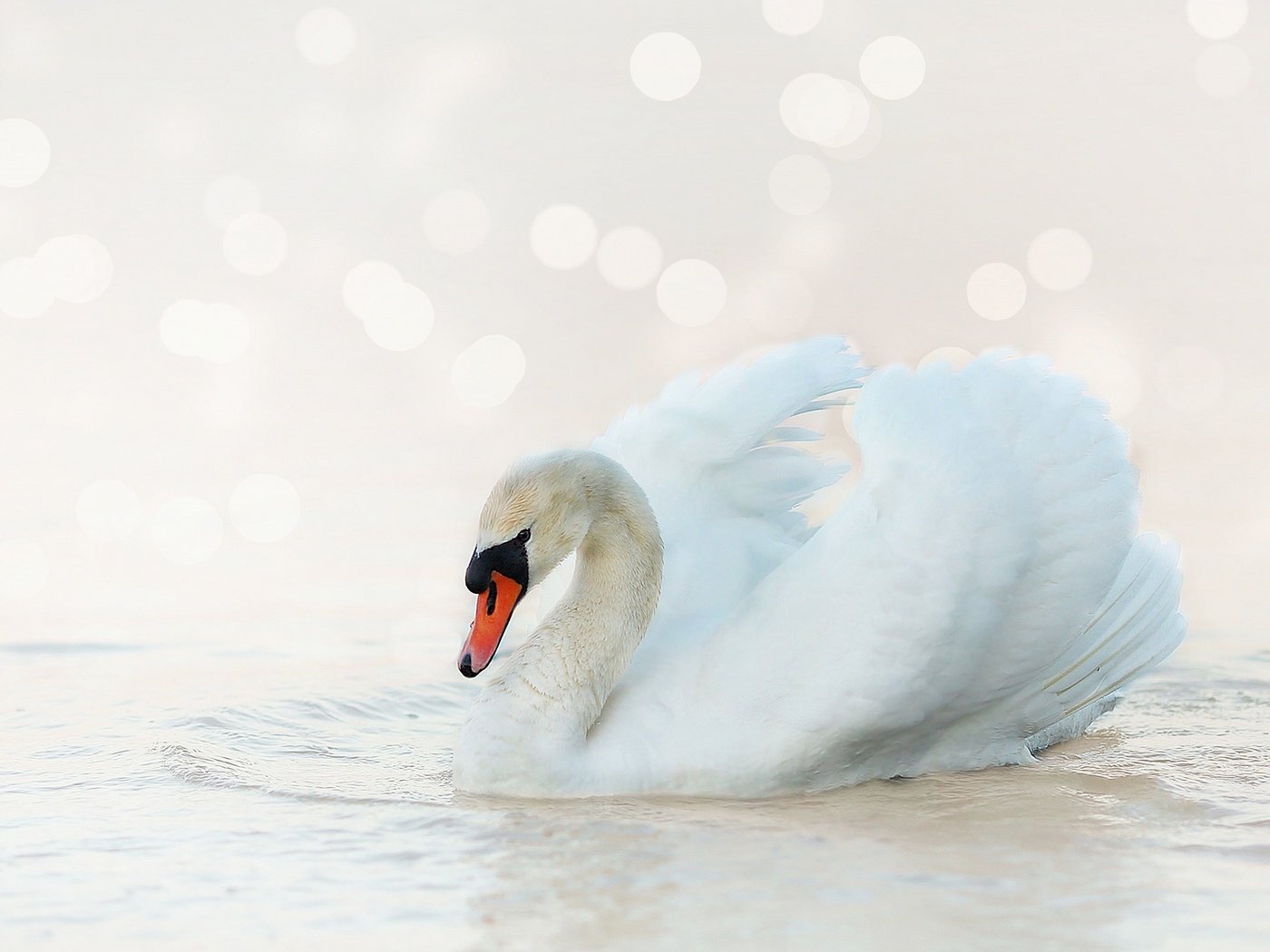 Обои белый, птица, лебедь, боке, светлый фон, white, bird, swan, bokeh, light background разрешение 2880x1620 Загрузить