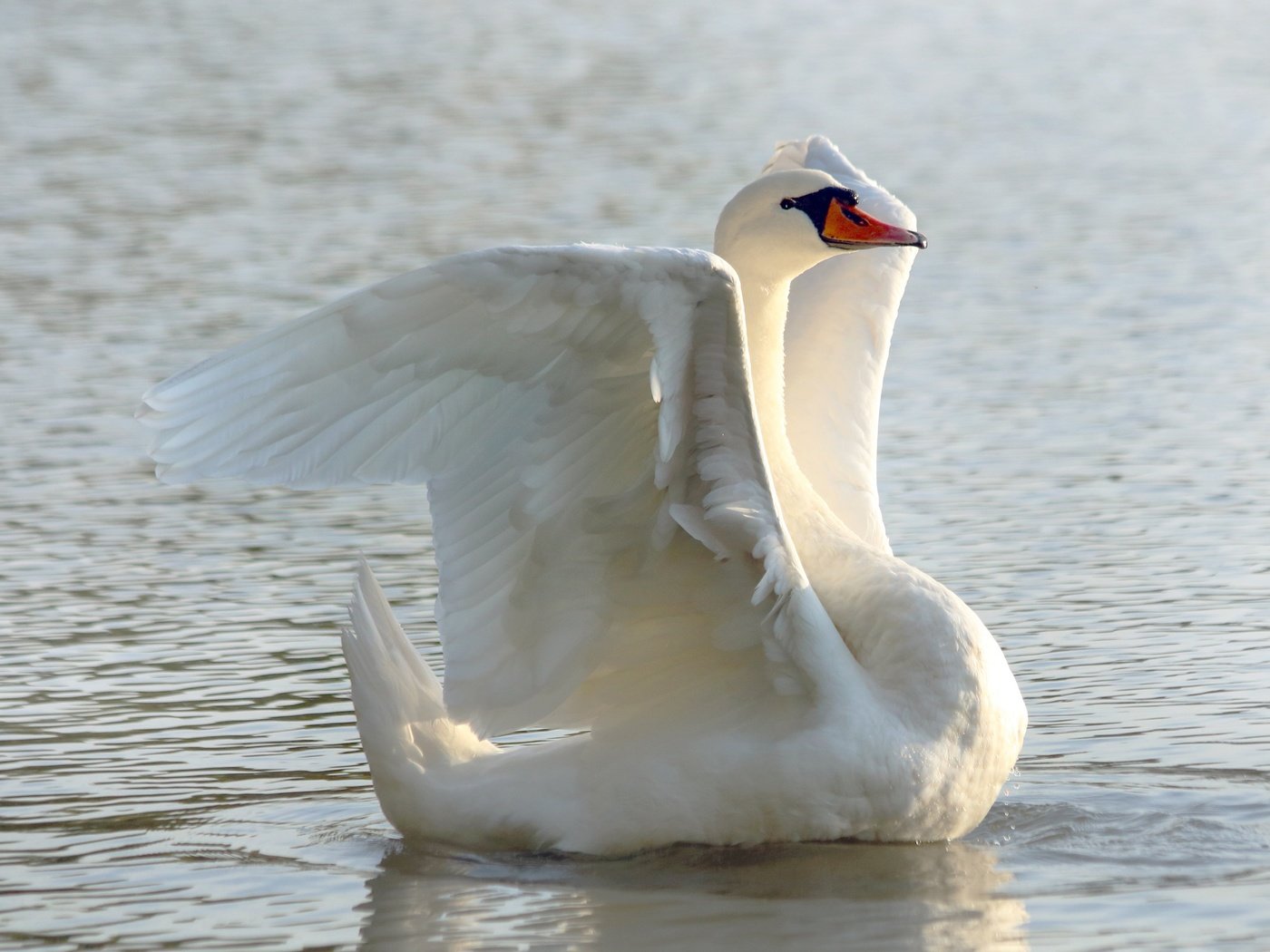 Обои белый, водоем, птица, лебедь, white, pond, bird, swan разрешение 3840x2560 Загрузить