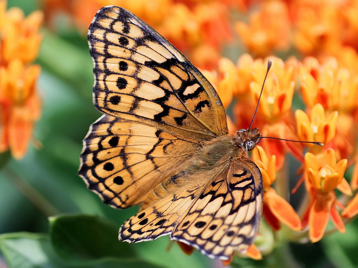 Обои цветы, бабочка, оранжевые, боке, flowers, butterfly, orange, bokeh разрешение 2880x1620 Загрузить