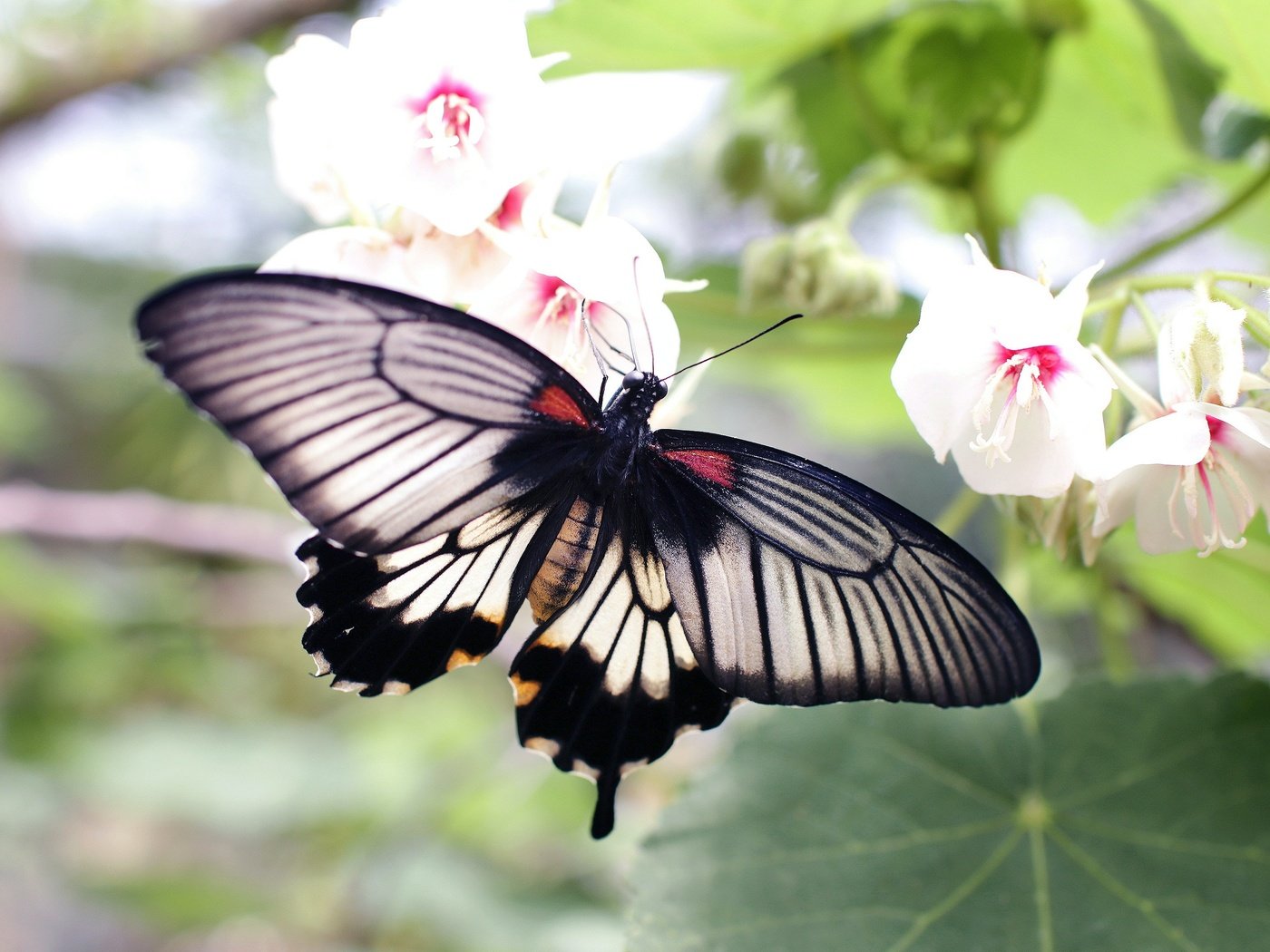 Обои цветы, макро, бабочка, боке, flowers, macro, butterfly, bokeh разрешение 3200x2133 Загрузить