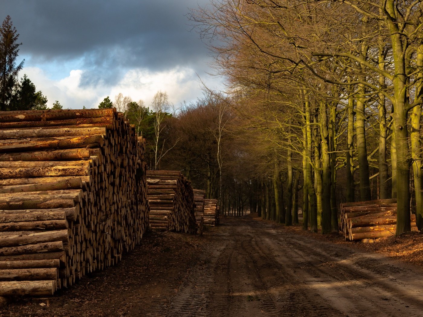 Обои дорога, лес, дрова, road, forest, wood разрешение 3840x2160 Загрузить