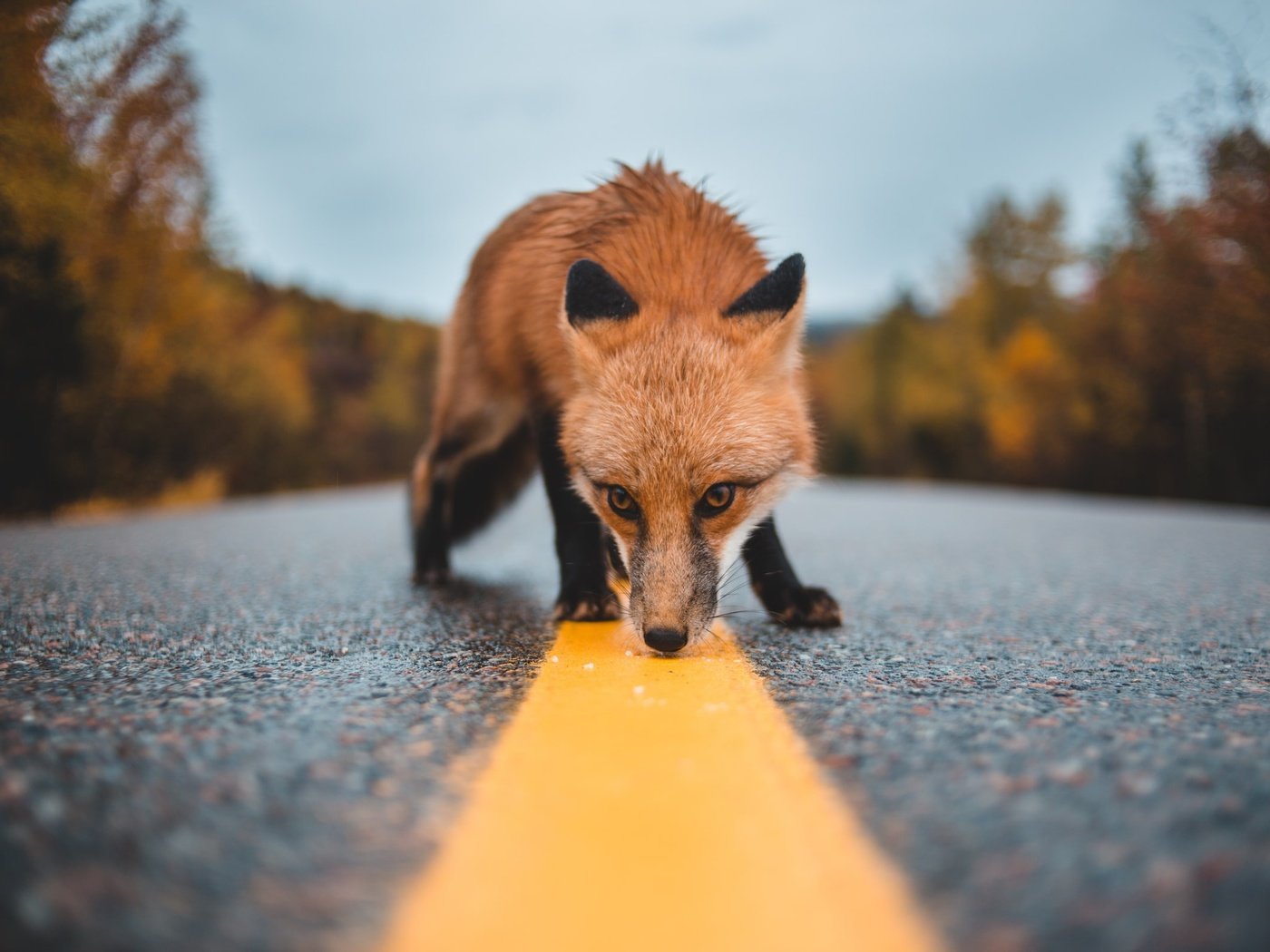 Обои дорога, лиса, нюхает, road, fox, sniffing разрешение 2400x1600 Загрузить