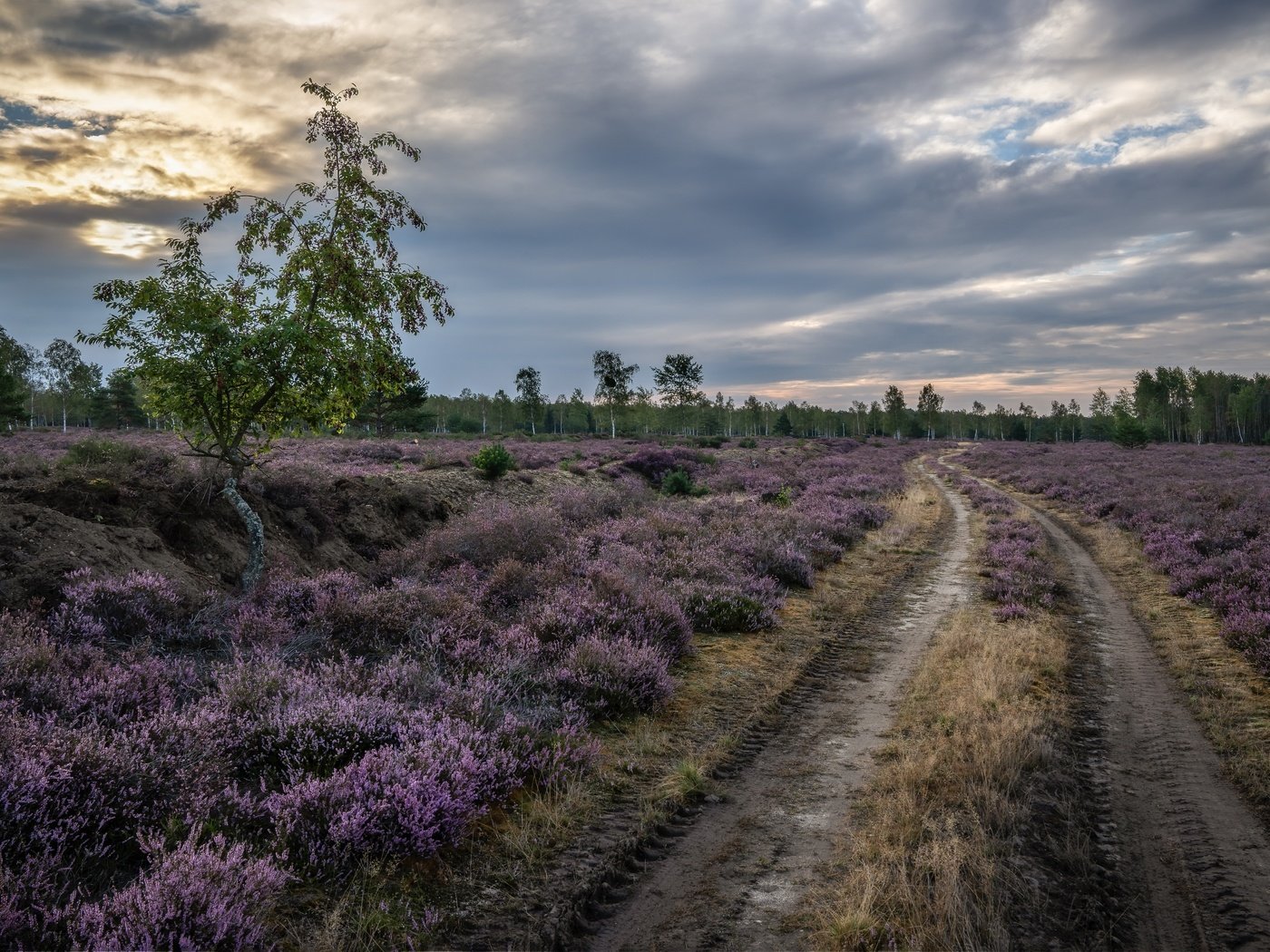 Обои дорога, природа, поле, road, nature, field разрешение 6002x4003 Загрузить