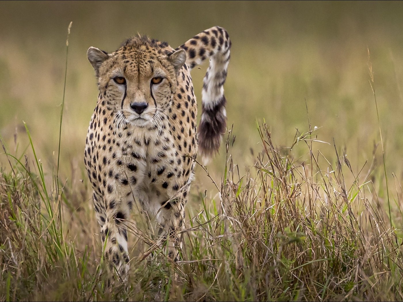 Обои хвост, гепард, tail, cheetah разрешение 1920x1080 Загрузить