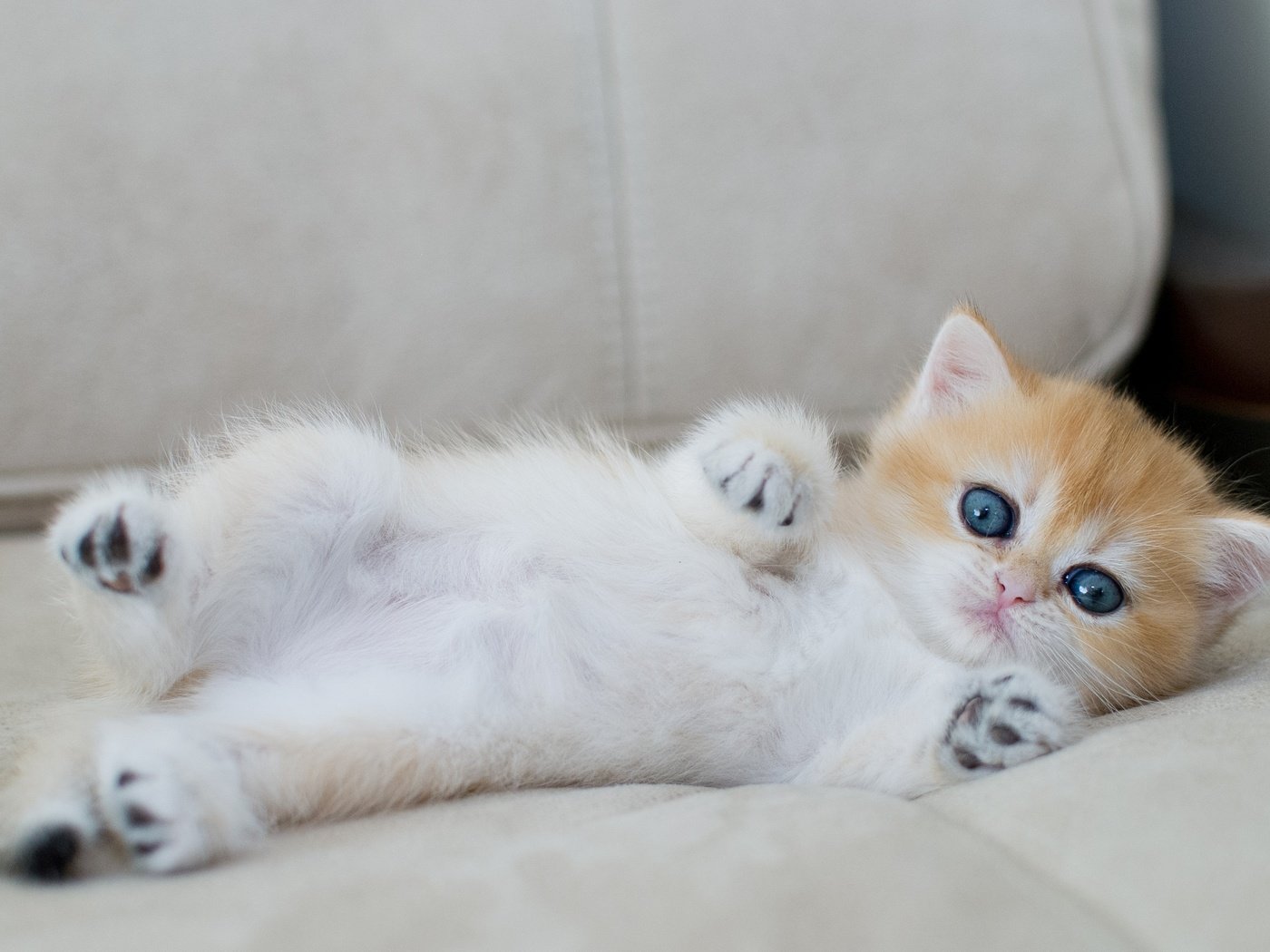 Обои кошка, взгляд, котенок, лежит, малыш, голубые глаза, диван, лапки, cat, look, kitty, lies, baby, blue eyes, sofa, legs разрешение 3081x2062 Загрузить