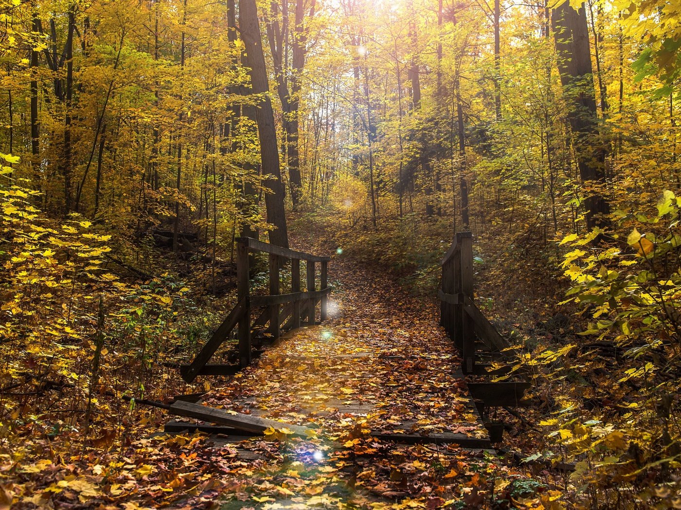 Обои лес, мост, осень, forest, bridge, autumn разрешение 3840x2160 Загрузить