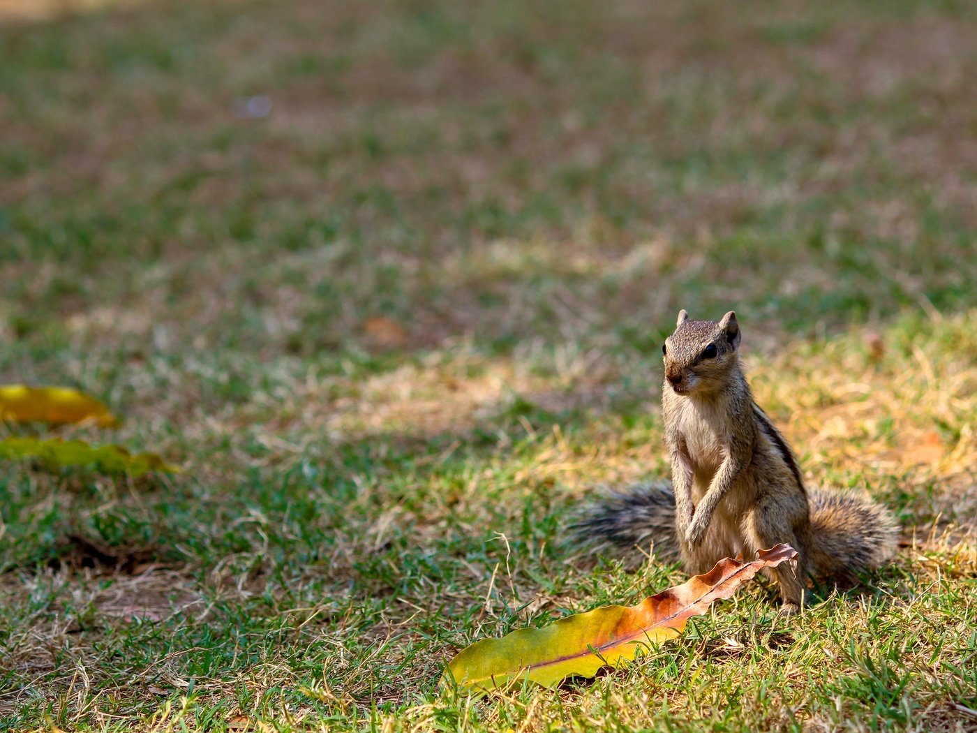 Обои листья, поляна, боке, бурундук, стойка, leaves, glade, bokeh, chipmunk, stand разрешение 3840x2160 Загрузить