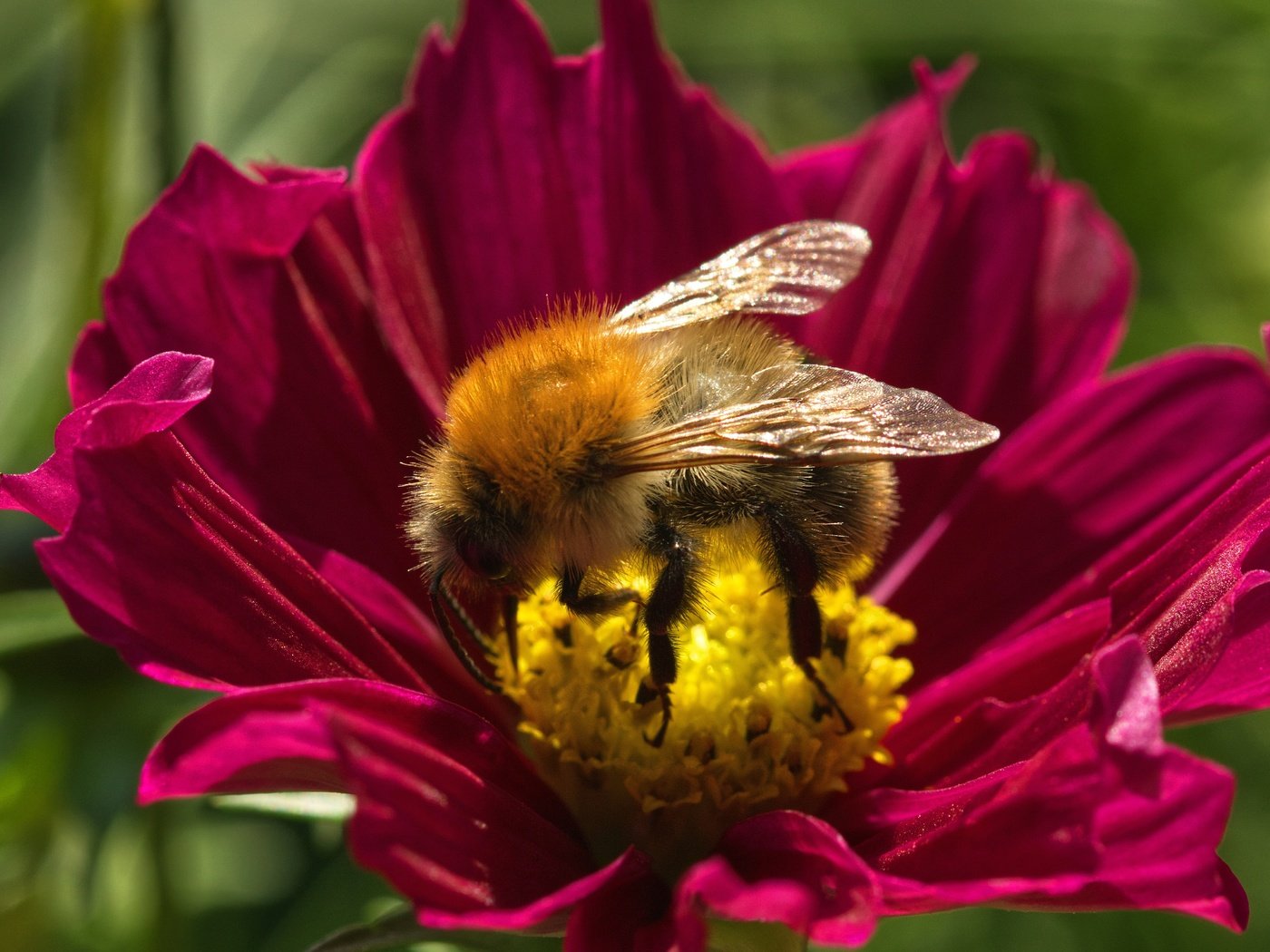 Обои макро, цветок, лето, пчела, macro, flower, summer, bee разрешение 6000x3368 Загрузить