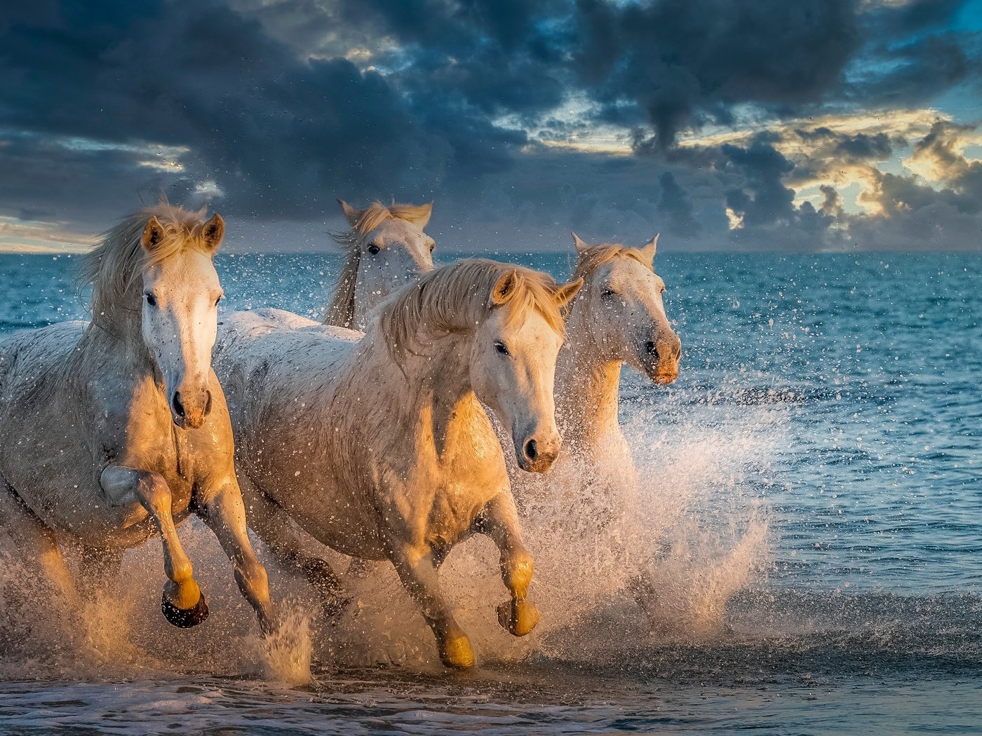 Обои море, брызги, лошади, кони, sea, squirt, horse, horses разрешение 4020x2261 Загрузить