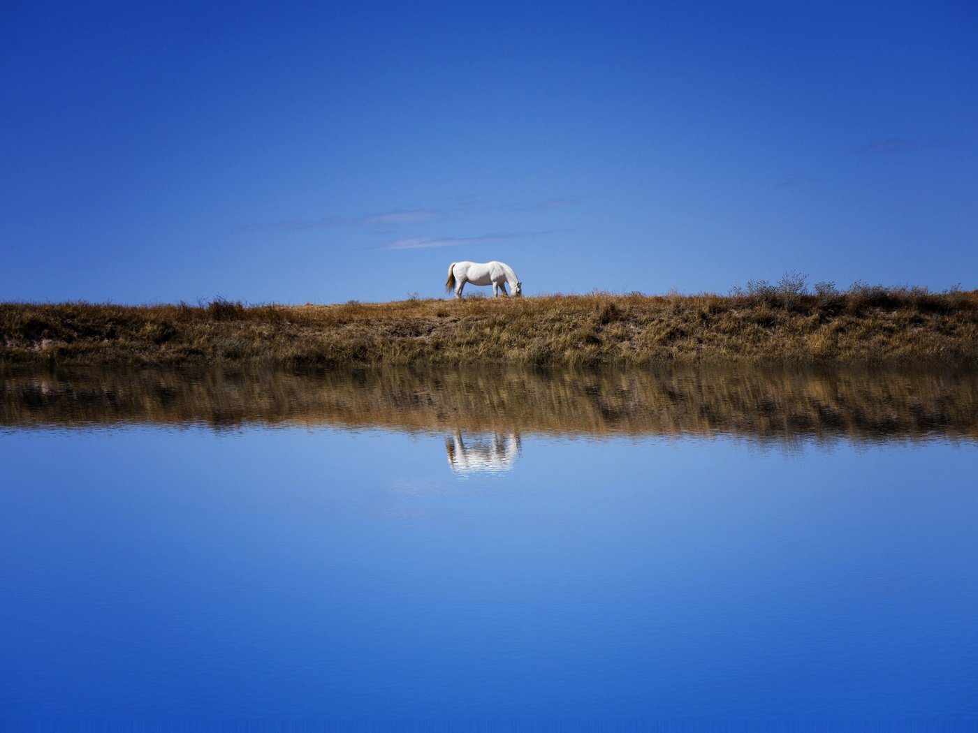 Обои небо, лошадь, берег, отражение, водоем, конь, синева, the sky, horse, shore, reflection, pond, blue разрешение 6000x3766 Загрузить