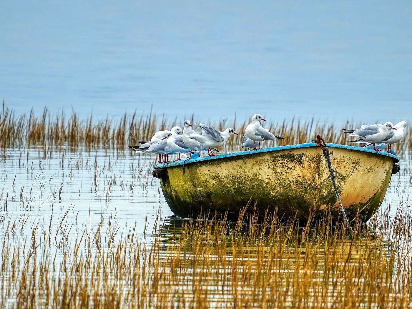 Обои озеро, водоем, лодка, птицы, чайки, стая, lake, pond, boat, birds, seagulls, pack разрешение 2880x1620 Загрузить