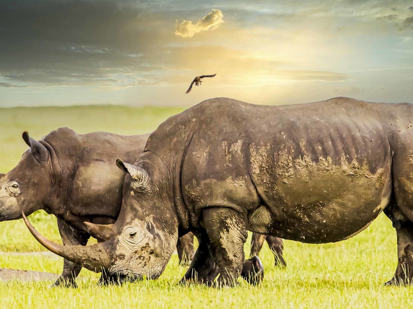 Обои природа, африка, носороги, nature, africa, rhinos разрешение 2560x1440 Загрузить