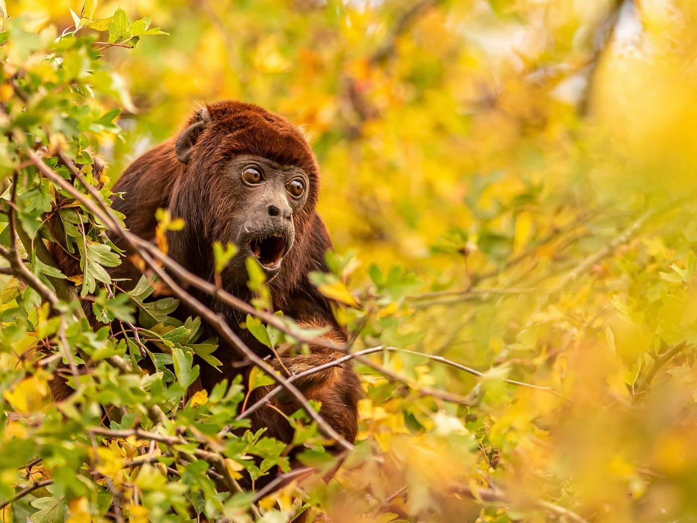 Обои природа, фон, обезьяна, nature, background, monkey разрешение 3840x2160 Загрузить