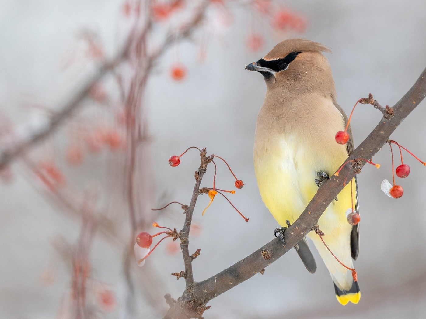 Обои зима, ветки, птица, ягоды, боке, размытый фон, свиристель, winter, branches, bird, berries, bokeh, blurred background, the waxwing разрешение 3840x2160 Загрузить