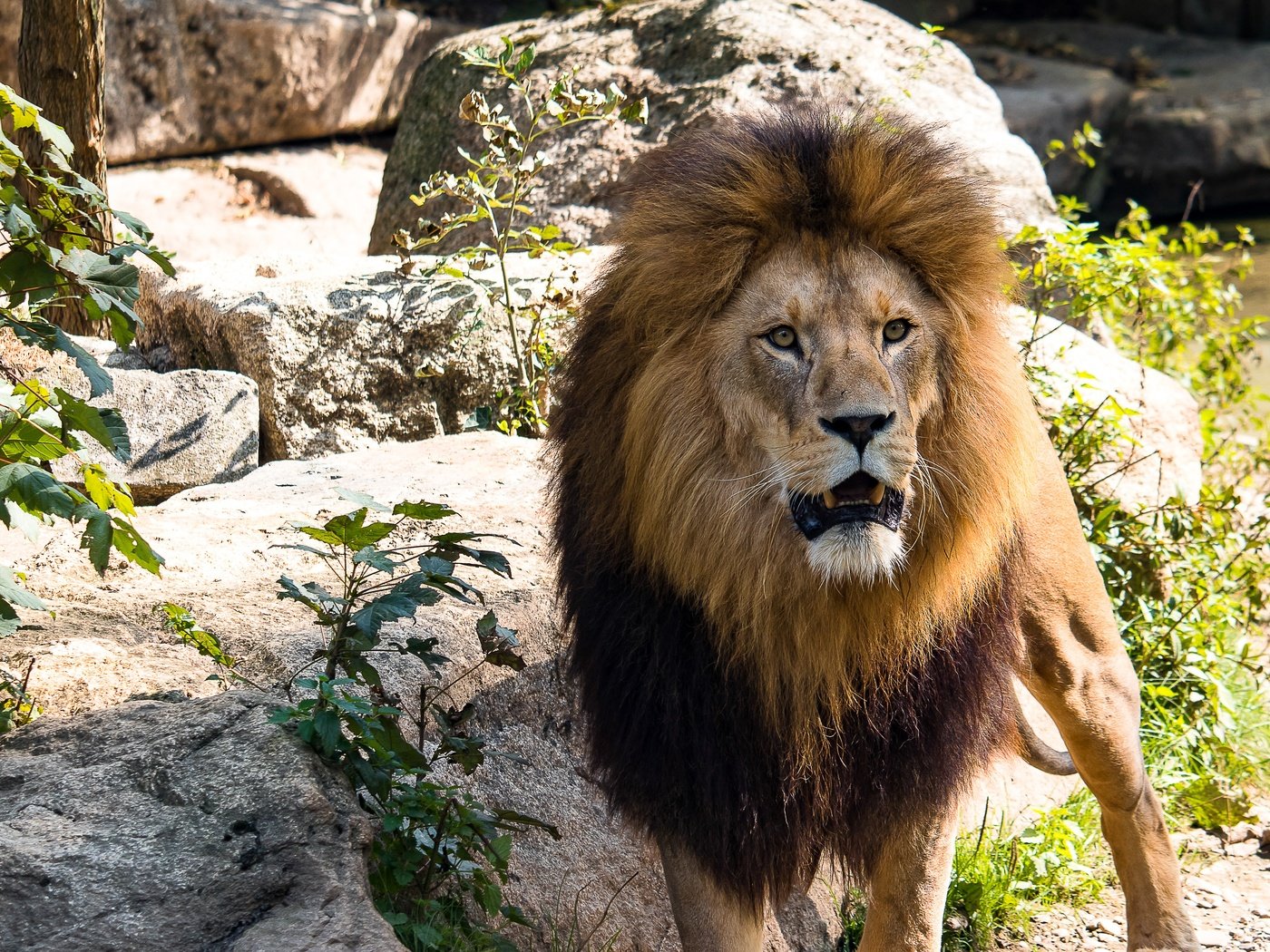 Обои лев, leo разрешение 5040x3161 Загрузить