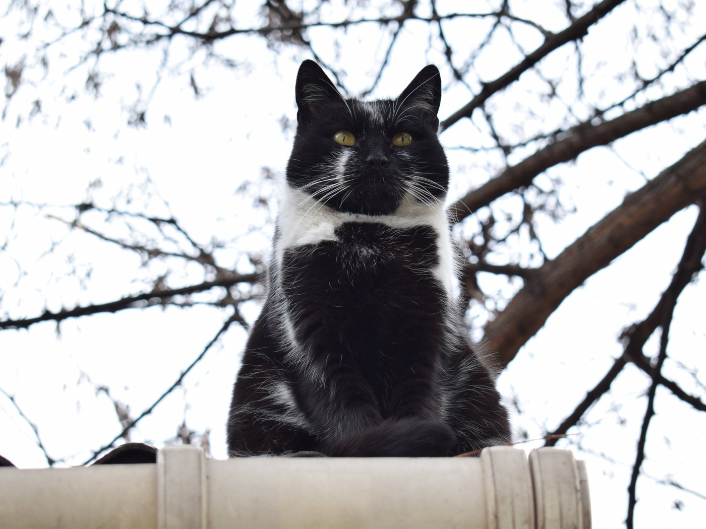 Обои кот, ветки, кошка, взгляд, забор, чёрно-белый, cat, branches, look, the fence, black and white разрешение 6000x4000 Загрузить
