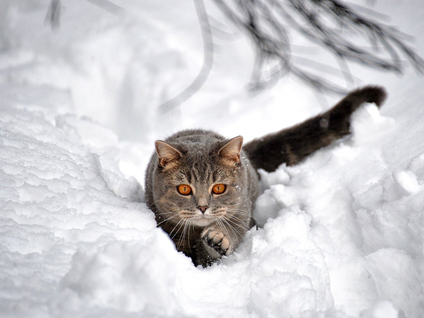 Обои снег, зима, кот, кошка, взгляд, сугроб, боке, snow, winter, cat, look, the snow, bokeh разрешение 2048x1364 Загрузить