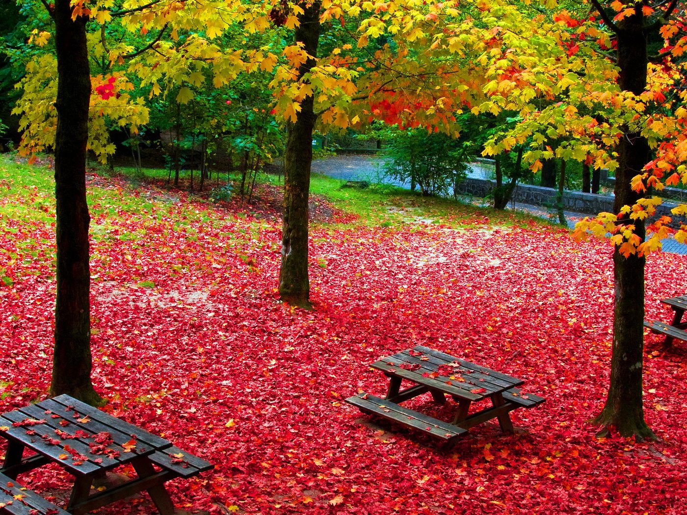 идеи для фото природы осенью без людей