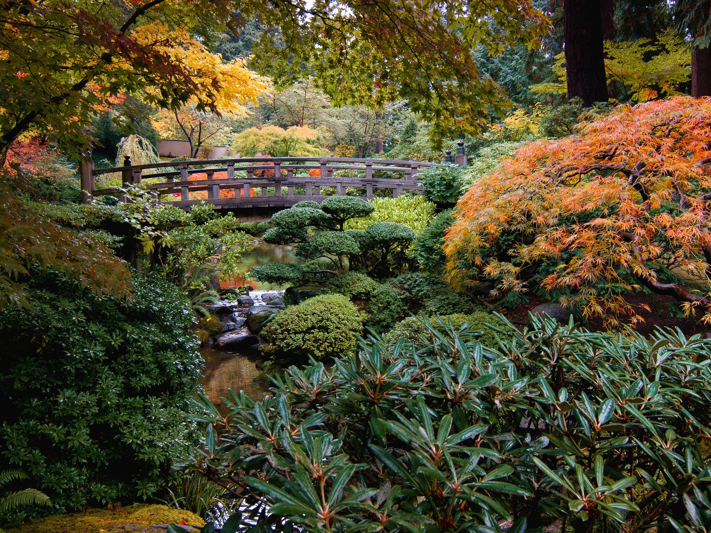 Обои природа, ручей, кусты, мост, сад, сша, японский сад, portland japanese garden, nature, stream, the bushes, bridge, garden, usa, japanese garden разрешение 3957x2507 Загрузить