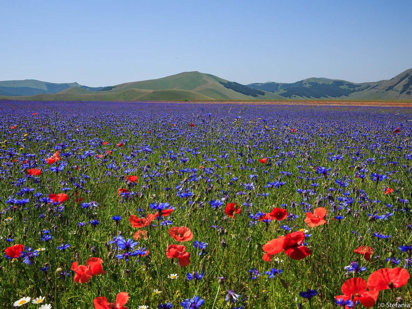 Обои цветы, горы, поле, маки, луг, италия, васильки, flowers, mountains, field, maki, meadow, italy, cornflowers разрешение 3072x2048 Загрузить