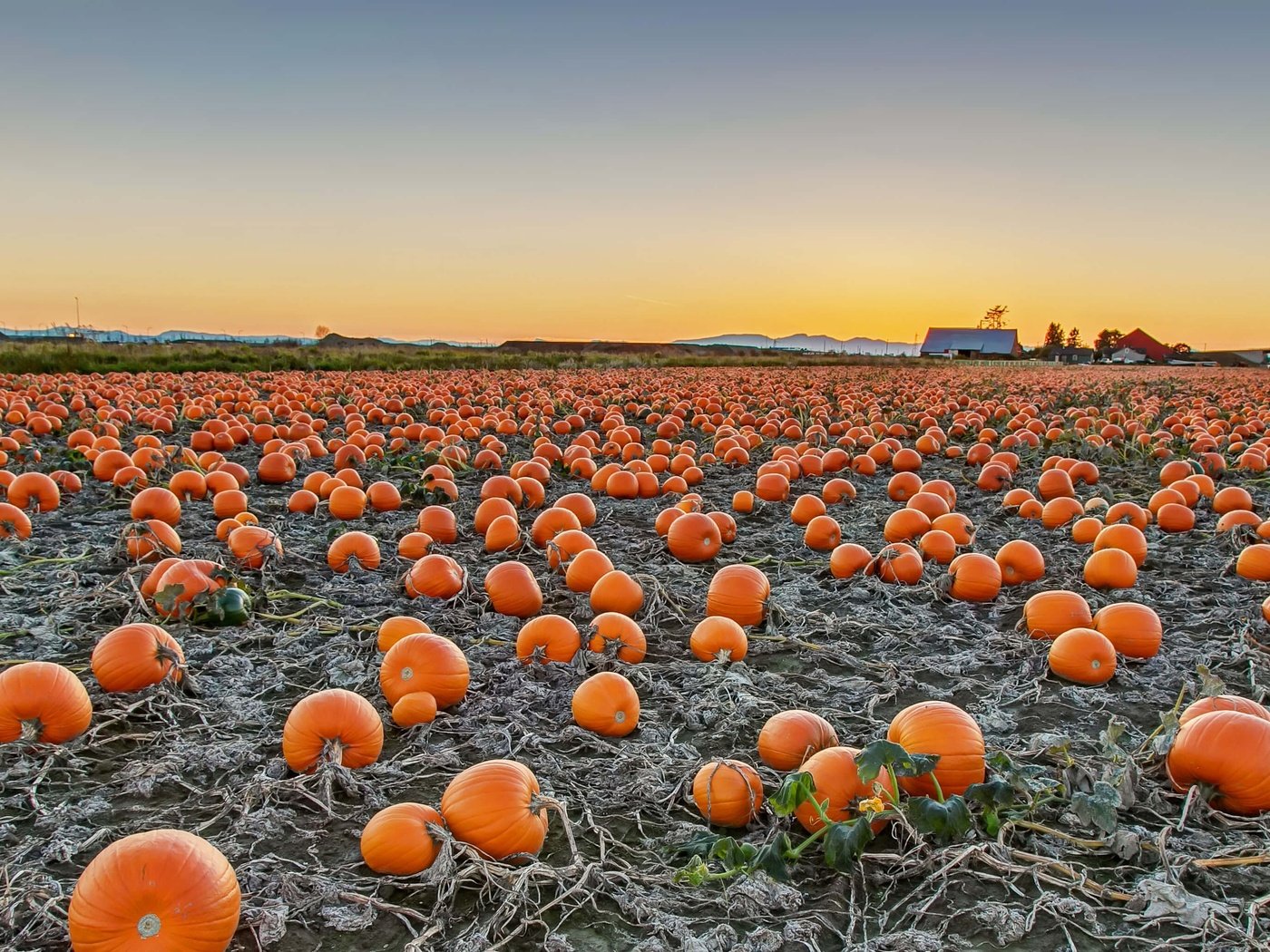 Обои поле, урожай, канада, тыква, британская колумбия, field, harvest, canada, pumpkin, british columbia разрешение 3661x2059 Загрузить