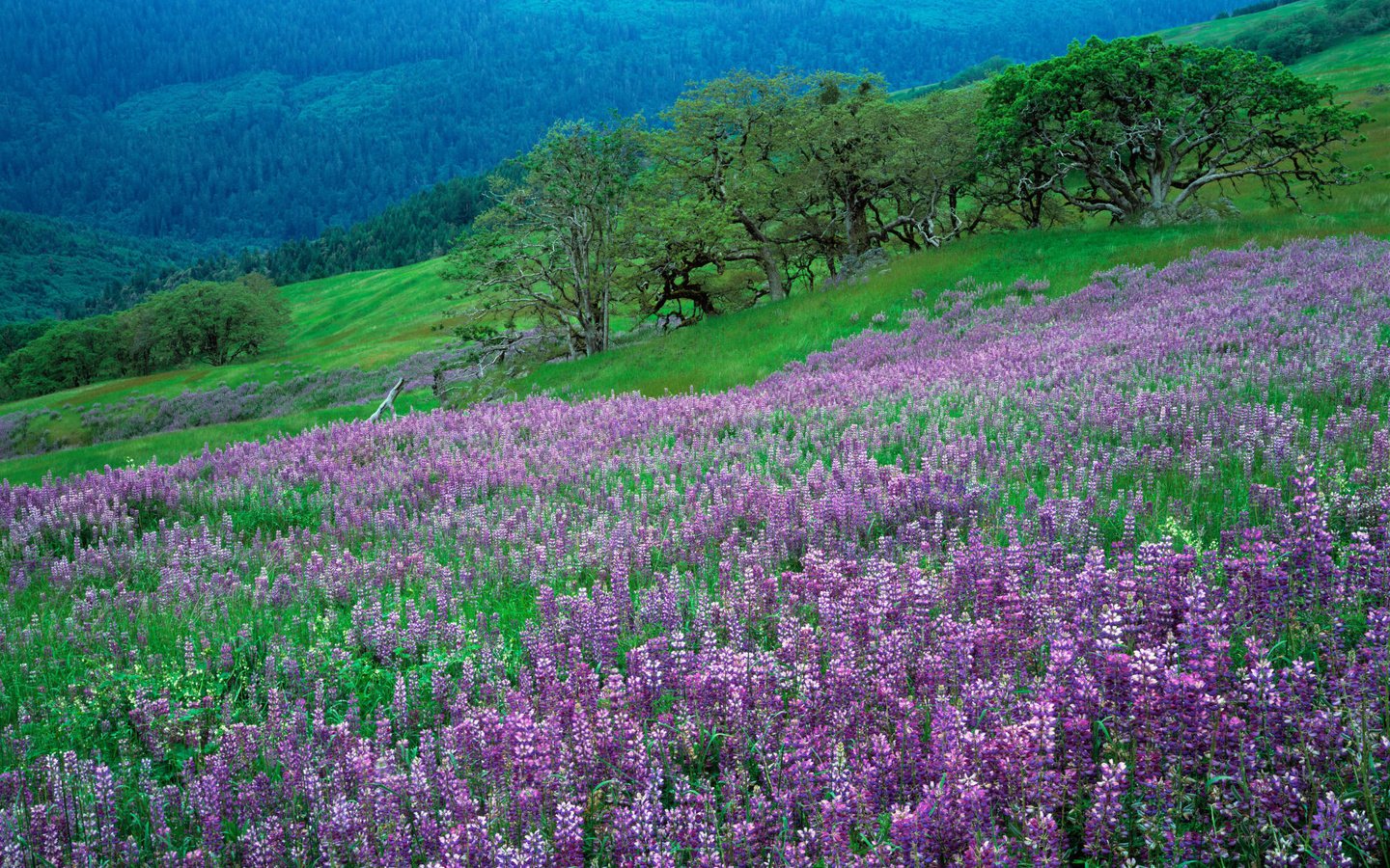 Обои цветы, трава, природа, flowers, grass, nature разрешение 2000x1333 Загрузить