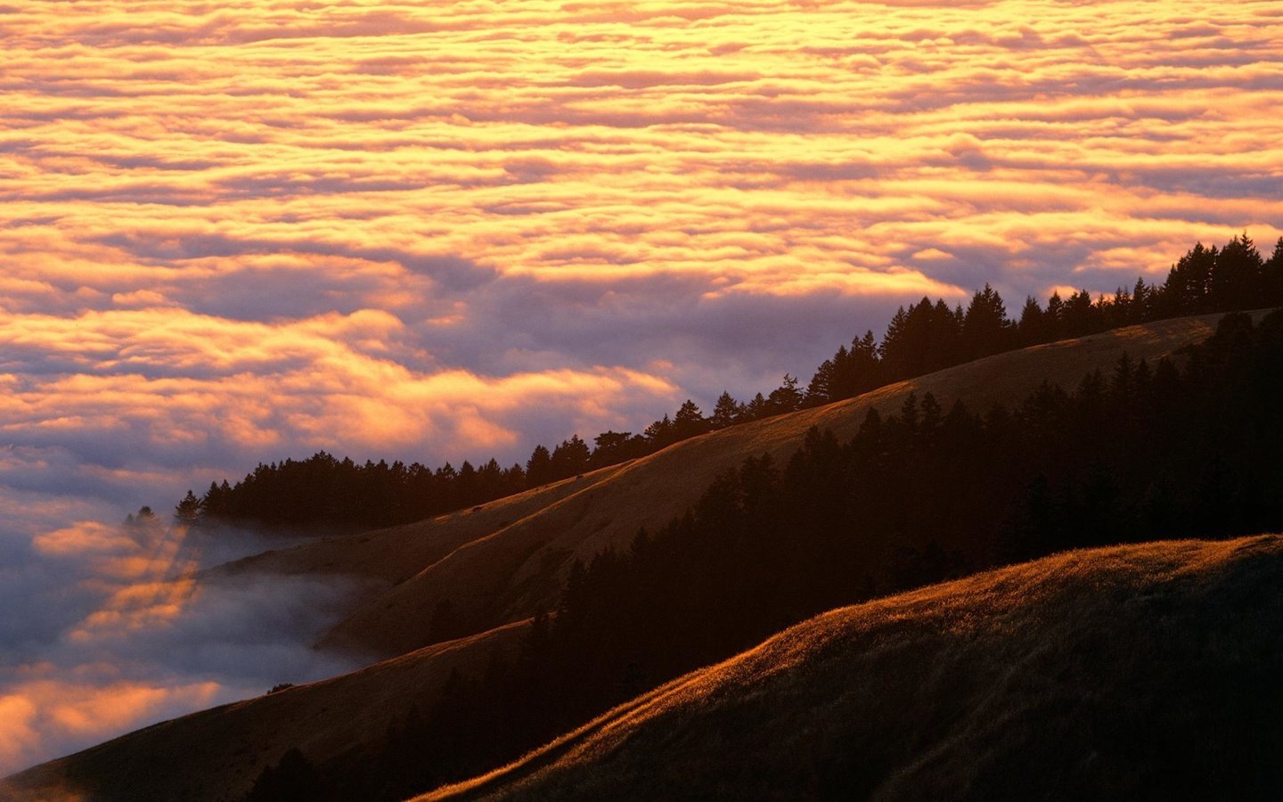 Обои небо, деревья, холмы, поля, туман, леса, the sky, trees, hills, field, fog, forest разрешение 1999x1333 Загрузить