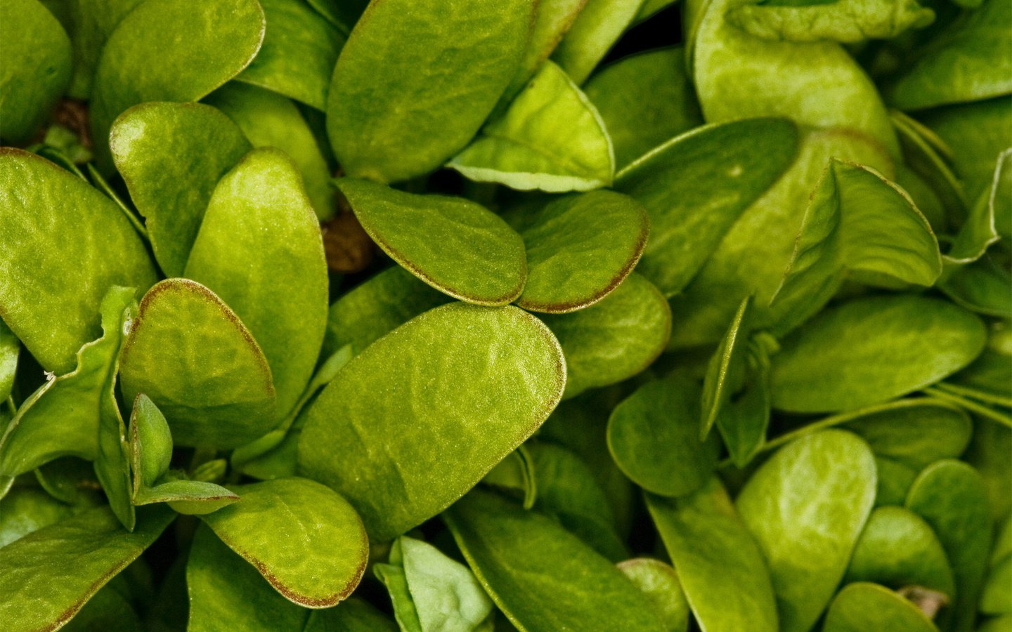 Обои трава, зелень, листья, макро, лист, растение, зеленый лист, шпинат, grass, greens, leaves, macro, sheet, plant, green leaf, spinach разрешение 1920x1200 Загрузить