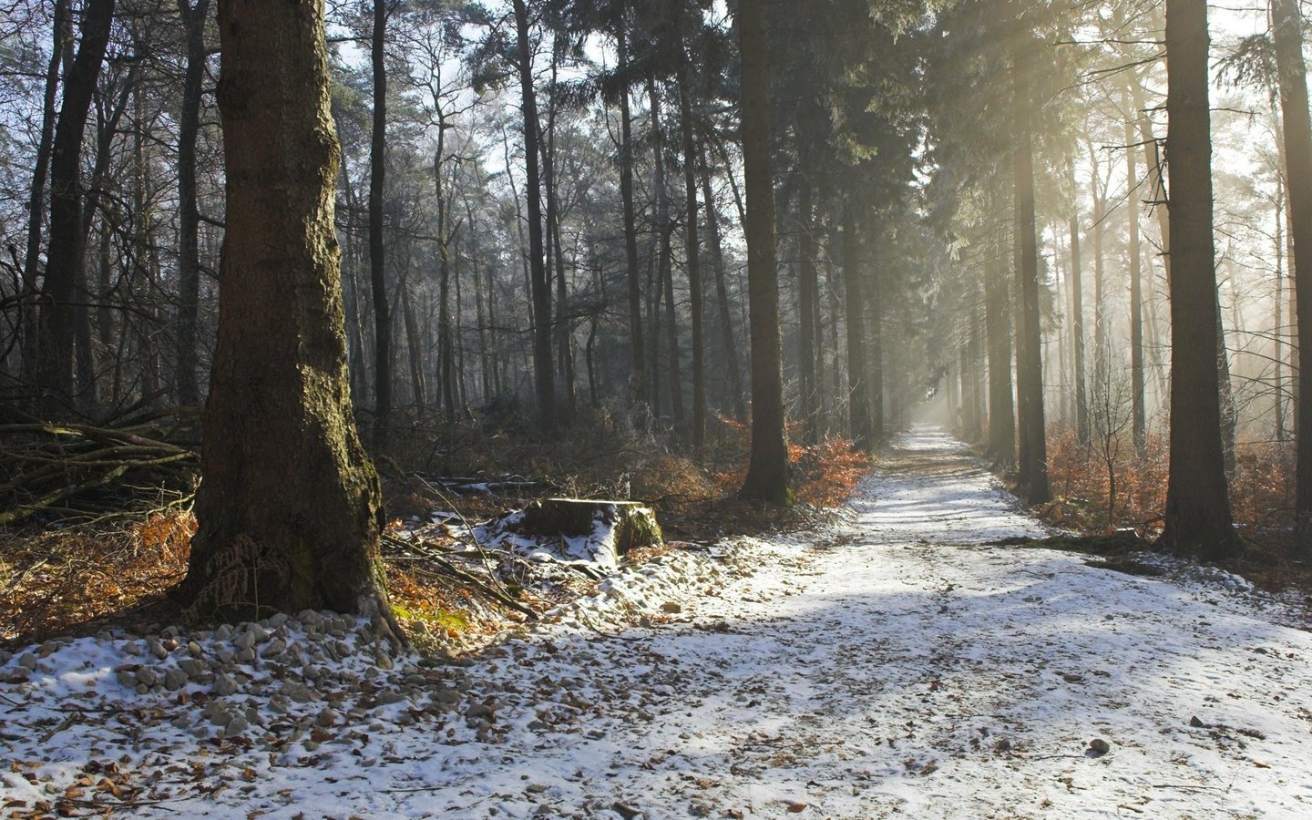 Обои дорога, дымка, деревья, природа, лес, зима, утро, осень, красота, road, haze, trees, nature, forest, winter, morning, autumn, beauty разрешение 1920x1200 Загрузить