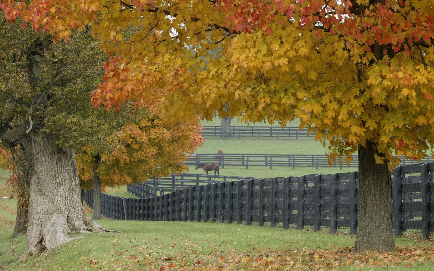 Обои трава, деревья, листья, забор, лошади, grass, trees, leaves, the fence, horse разрешение 2560x1600 Загрузить