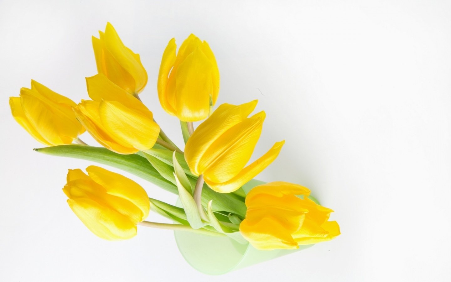 Обои цветы, желтый, жёлтая, stoc, flowers, yellow разрешение 1920x1200 Загрузить