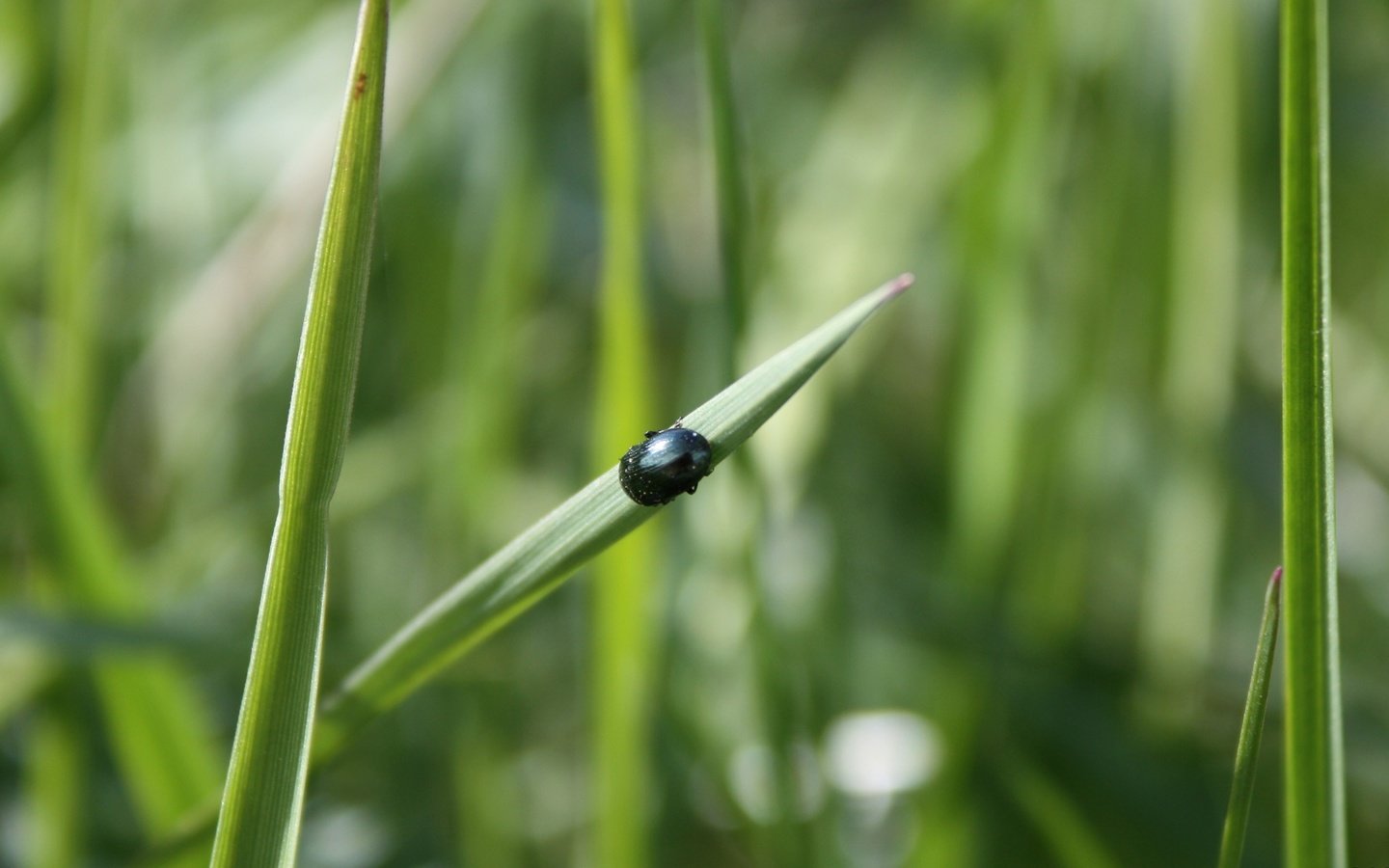 Обои трава, зелень, жук, макро, насекомое, grass, greens, beetle, macro, insect разрешение 2866x1911 Загрузить