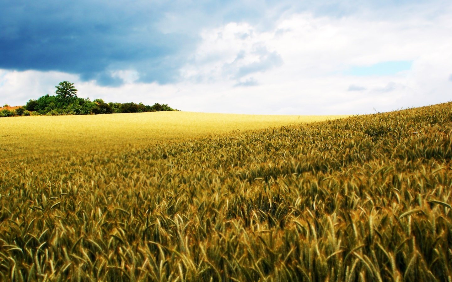 Обои небо, природа, поле, мир, рожь, the sky, nature, field, the world, rye разрешение 1920x1200 Загрузить