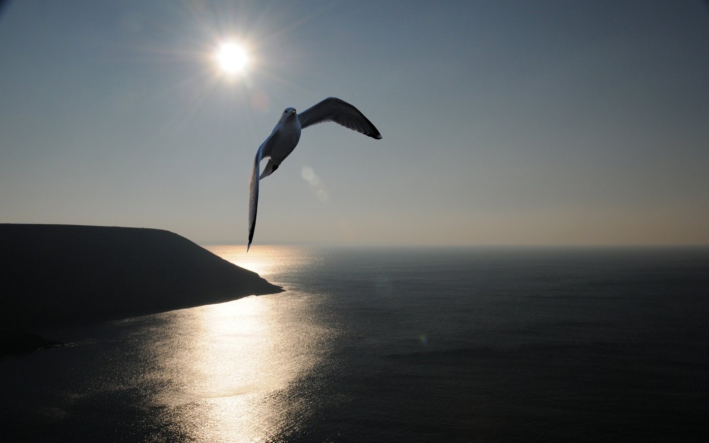 Обои солнце, море, чайка, the sun, sea, seagull разрешение 1920x1200 Загрузить