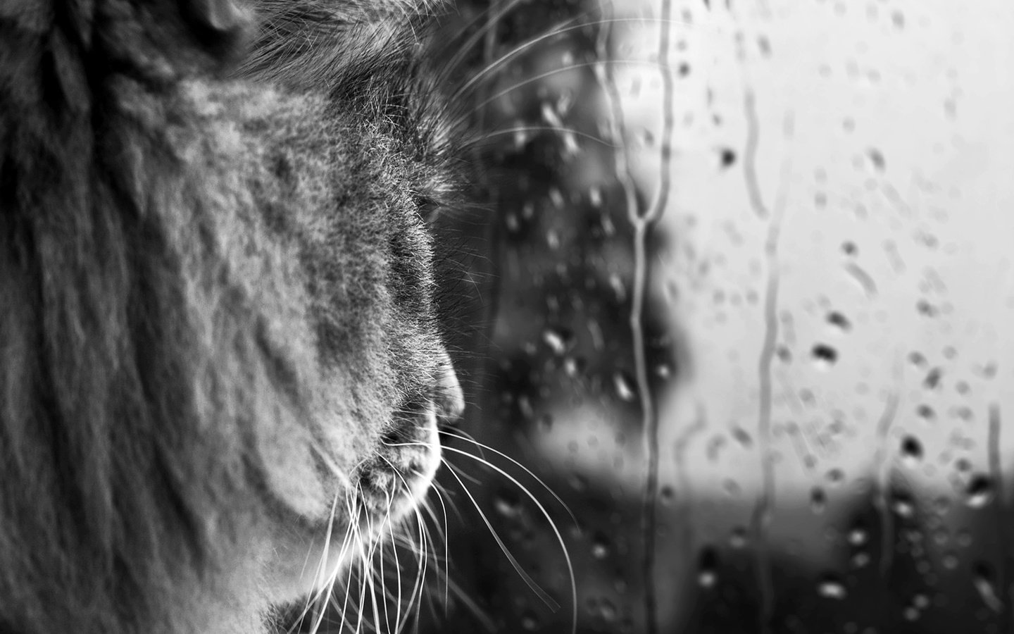 Обои кот, усы, капли, черно-белая, дождь, стекло, cat, mustache, drops, black and white, rain, glass разрешение 1920x1080 Загрузить