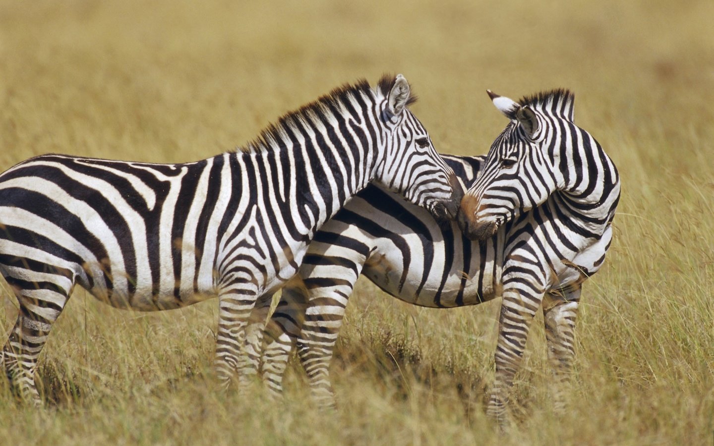 Обои зебра, полоски, животные, африка, зебры, сухая трава, zebra, strips, animals, africa, dry grass разрешение 1920x1200 Загрузить