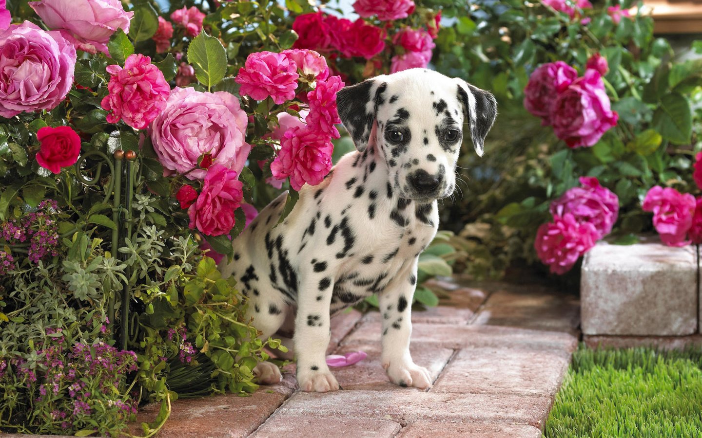 Обои цветы, щенок, далматин, flowers, puppy, dalmatian разрешение 1920x1200 Загрузить