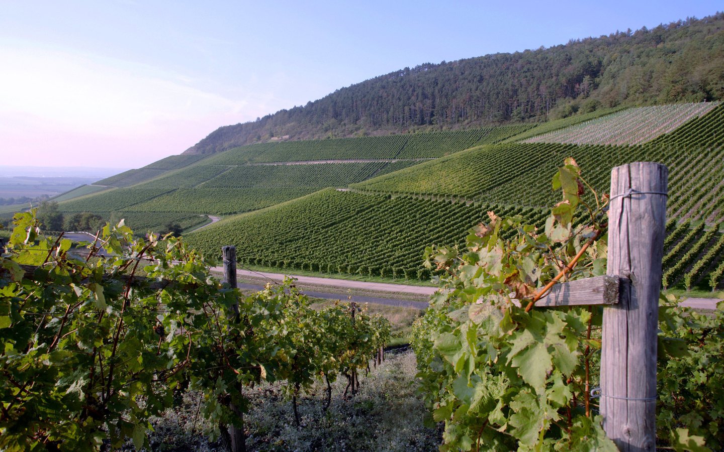 Обои виноград, плантации, вино, виноградник, grapes, plantation, wine, vineyard разрешение 1920x1200 Загрузить