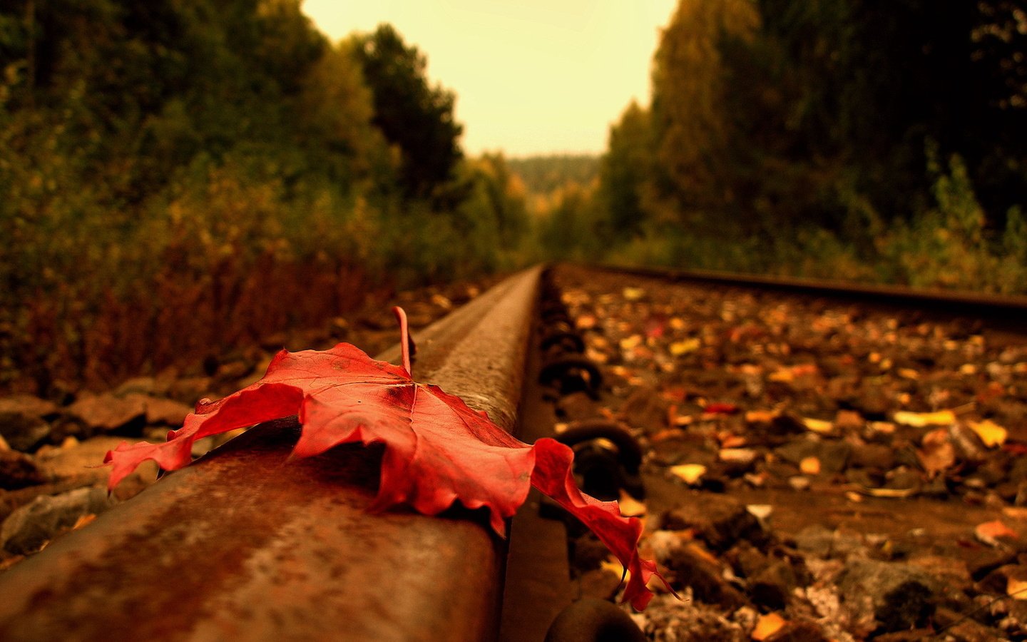 Обои дорога, рельсы, осень, лист, road, rails, autumn, sheet разрешение 1920x1440 Загрузить