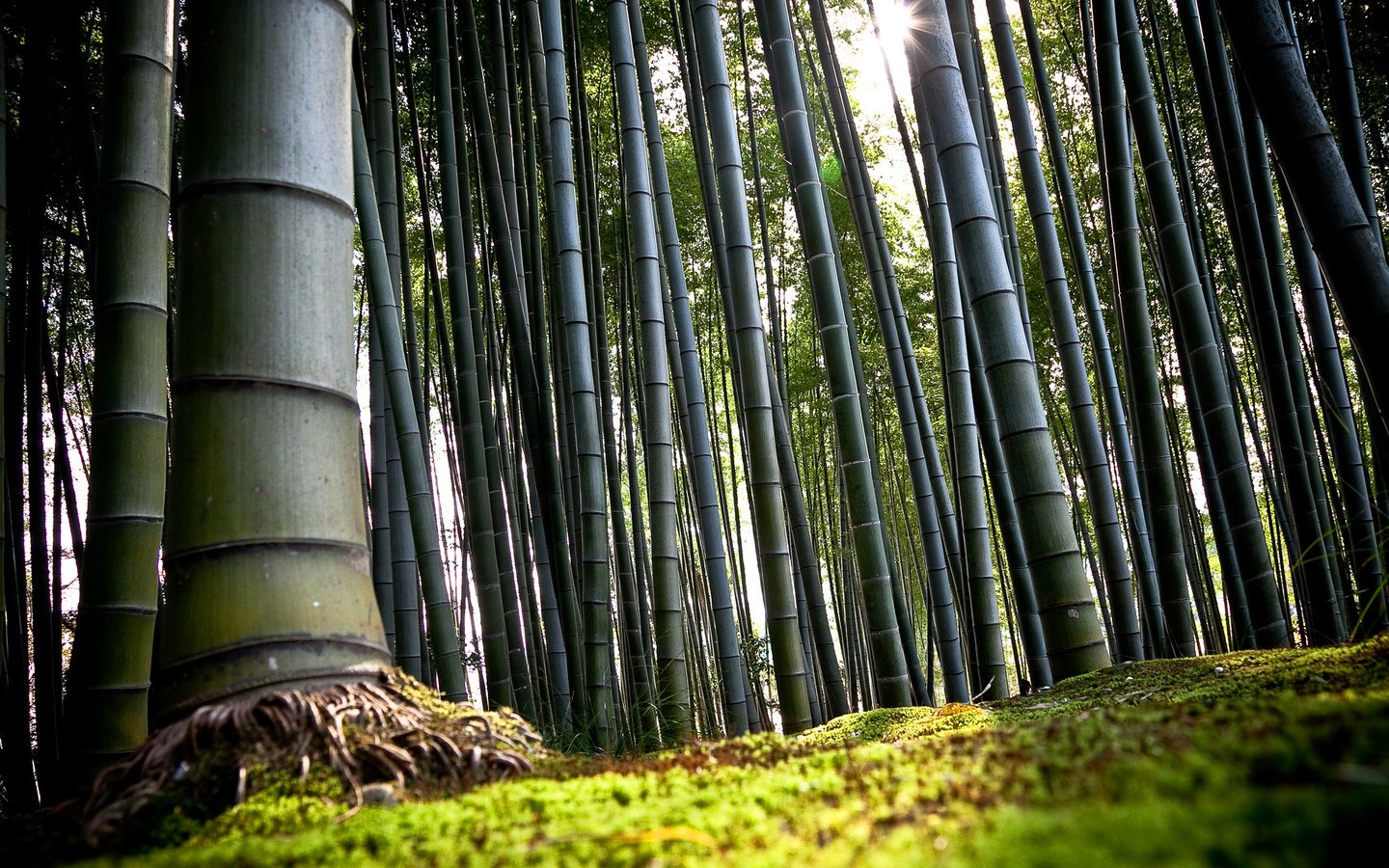 Обои япония, киото, бамбук, japan, kyoto, bamboo разрешение 2560x1600 Загрузить