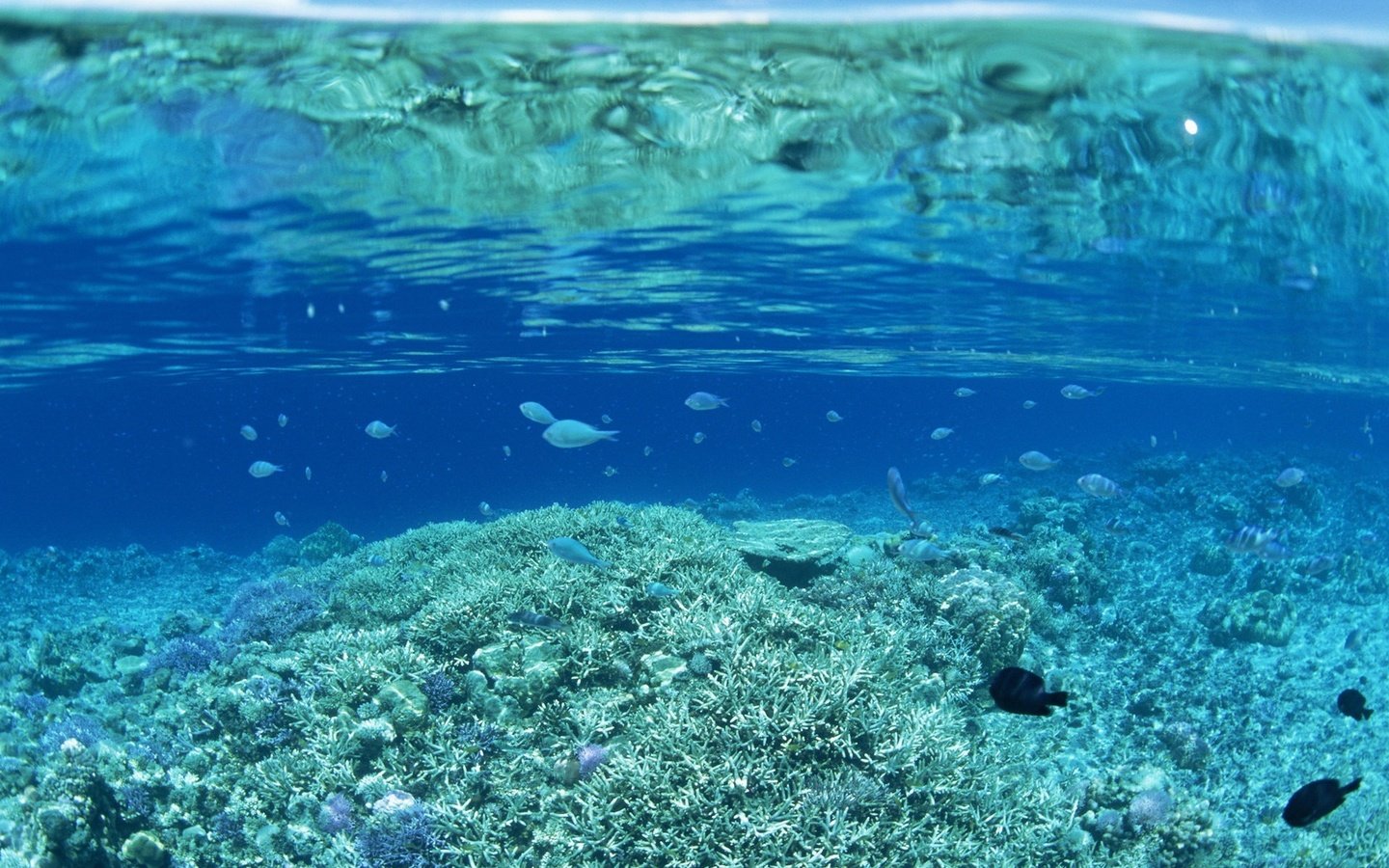 Обои вода, рыбки, дно, кораллы, water, fish, the bottom, corals разрешение 1920x1440 Загрузить
