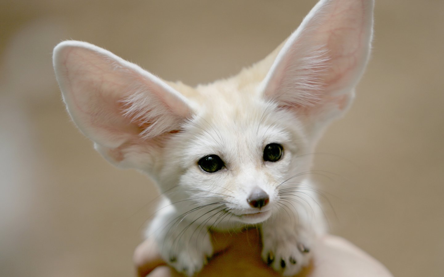 Обои морда, взгляд, лиса, фенек, уши, ушан, лисичка, face, look, fox, fenech, ears, brown long-eared bat разрешение 4314x3000 Загрузить