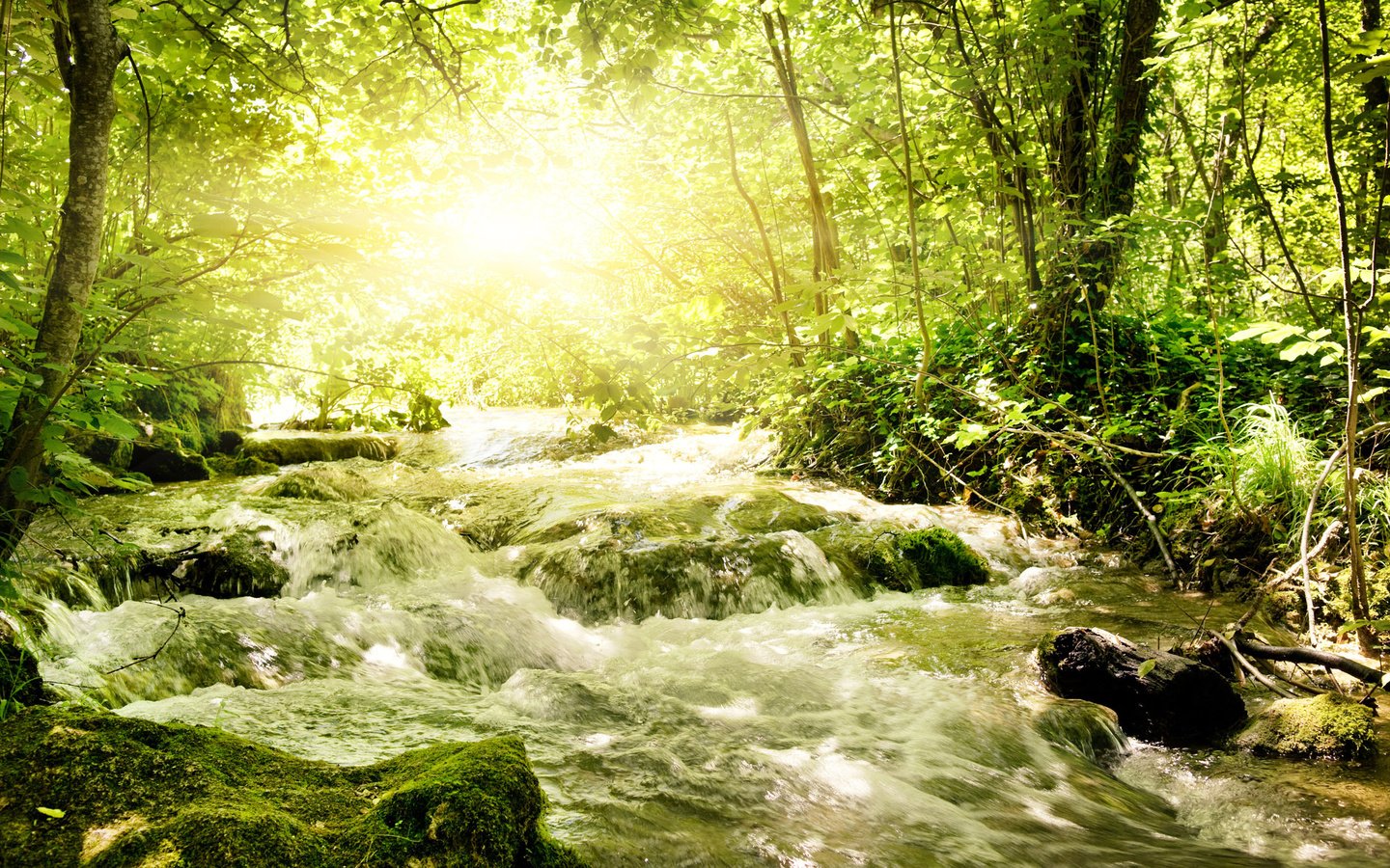 Обои зелень, речка, бурная, солнечный свет, greens, river, rapid, sunlight разрешение 2560x1600 Загрузить