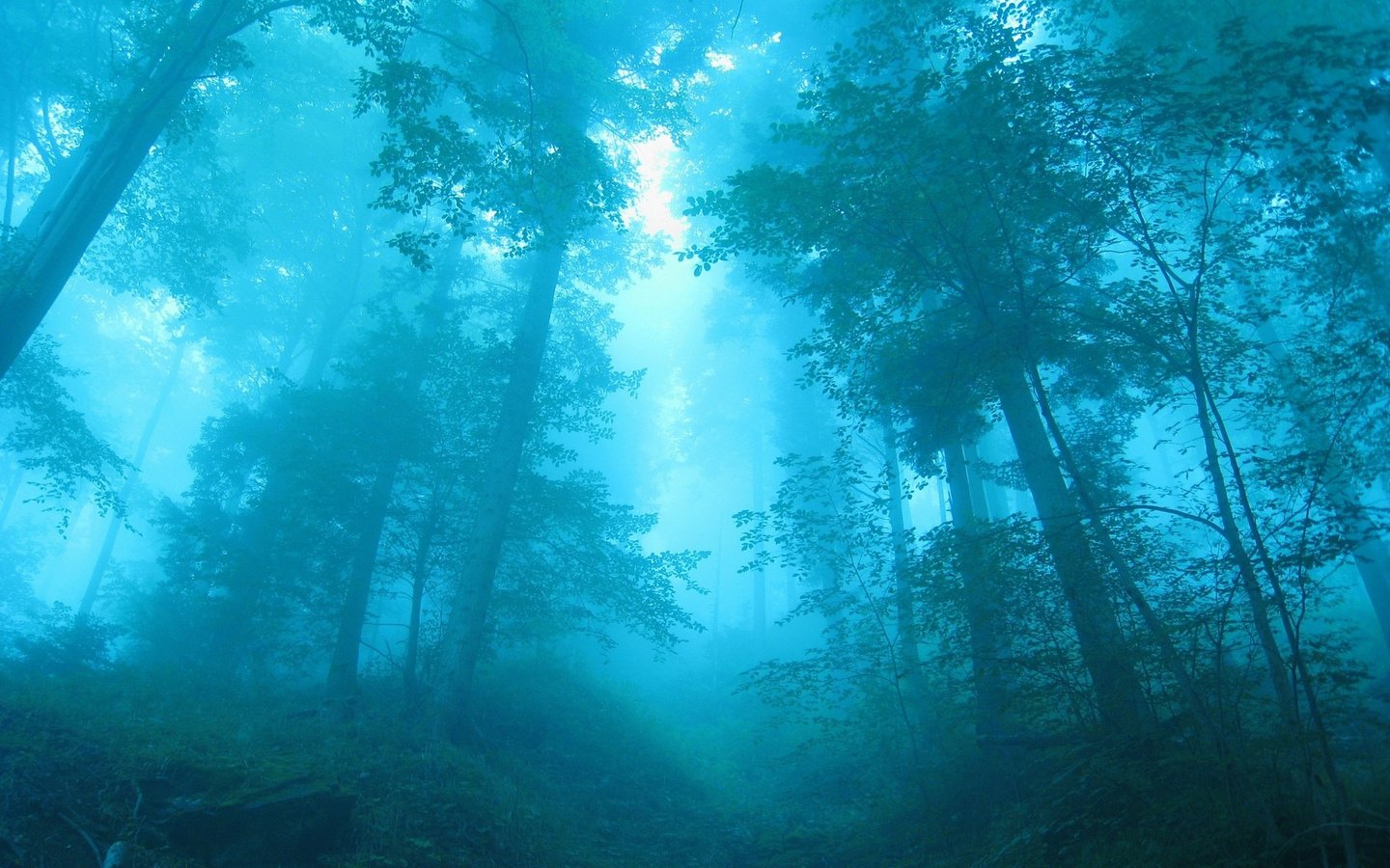Обои деревья, лес, синий, туман, trees, forest, blue, fog разрешение 2560x1600 Загрузить
