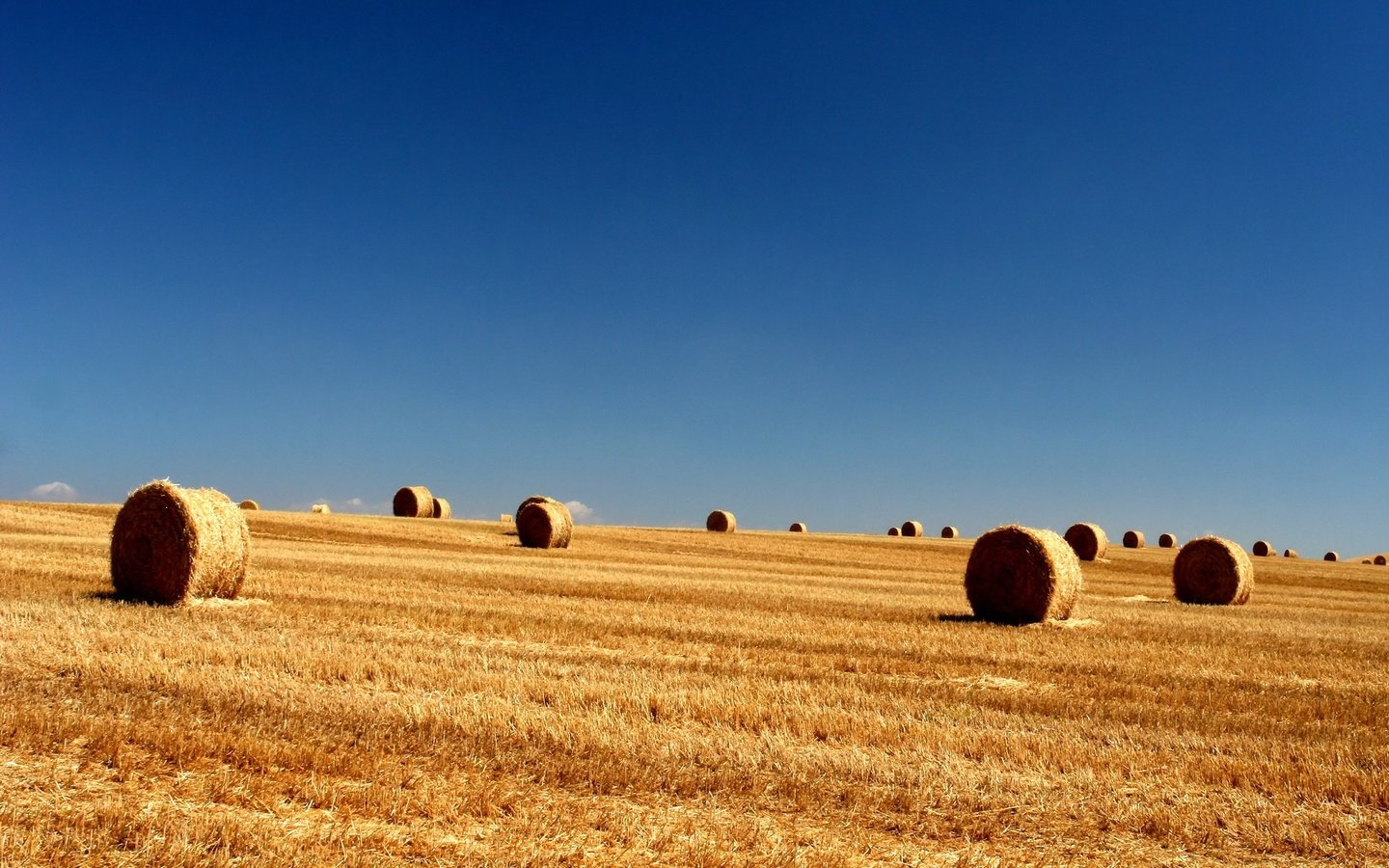 Обои небо, поле, тюки, longhorn, the sky, field, bales разрешение 1920x1440 Загрузить